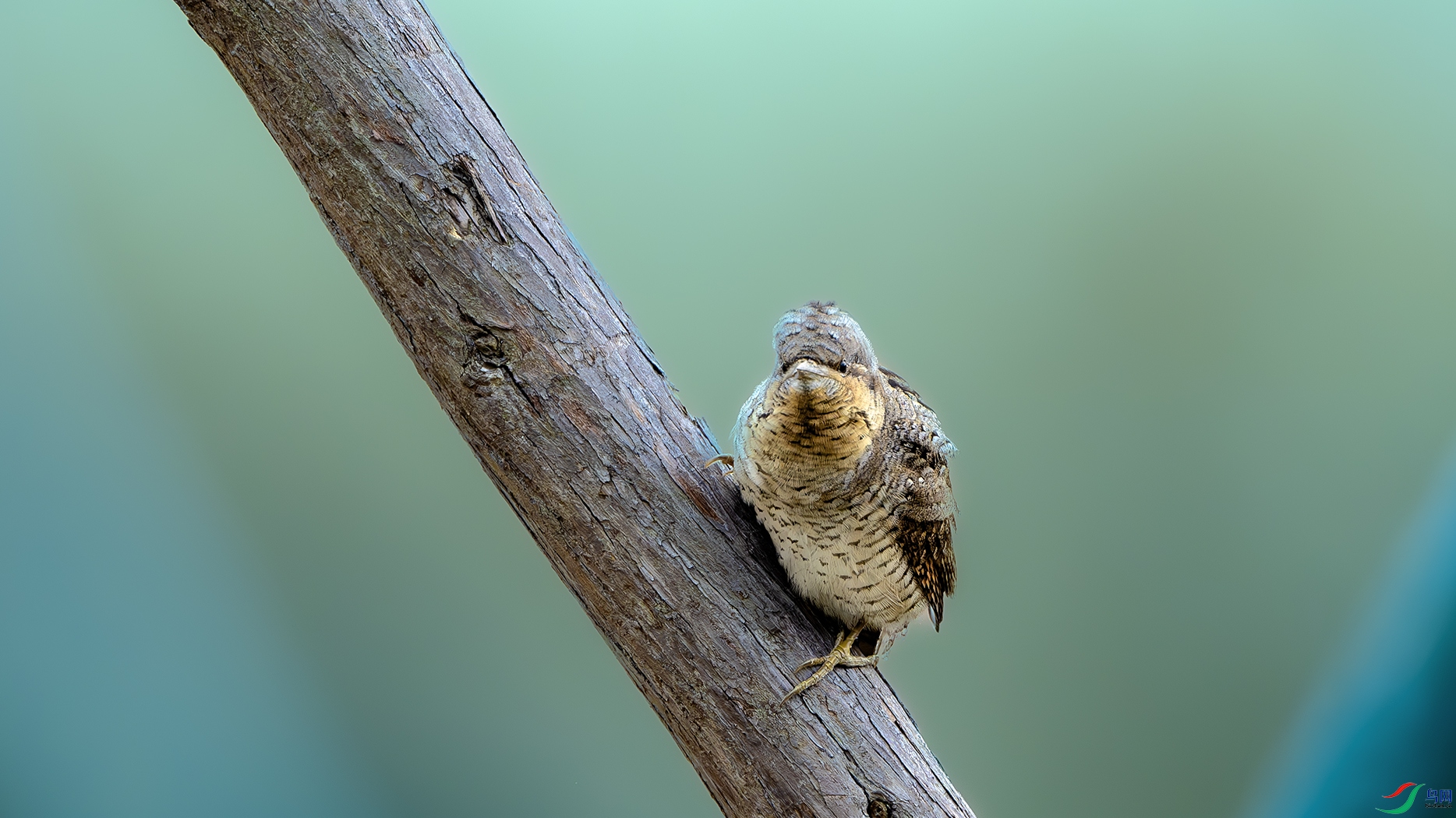 DSC_5847-����ǿ-NR ����.jpg