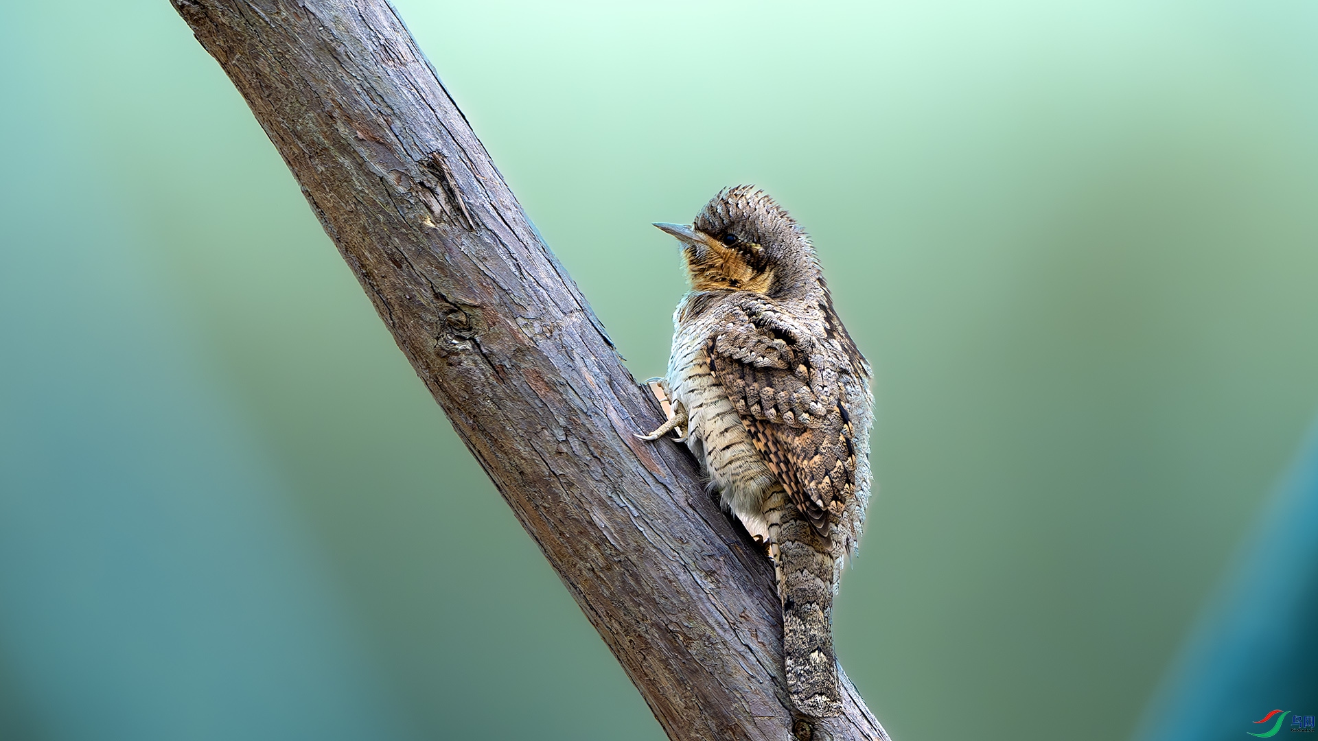 DSC_5869-����ǿ-NR ����.jpg