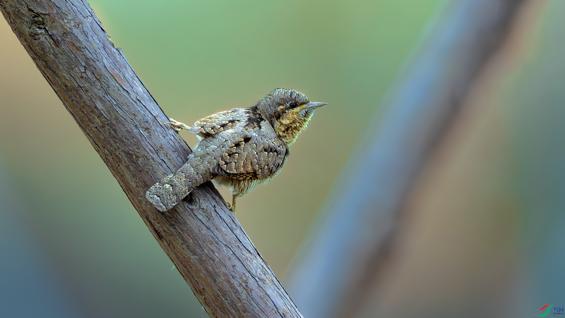 DSC_5883-����ǿ-NR ����.jpg