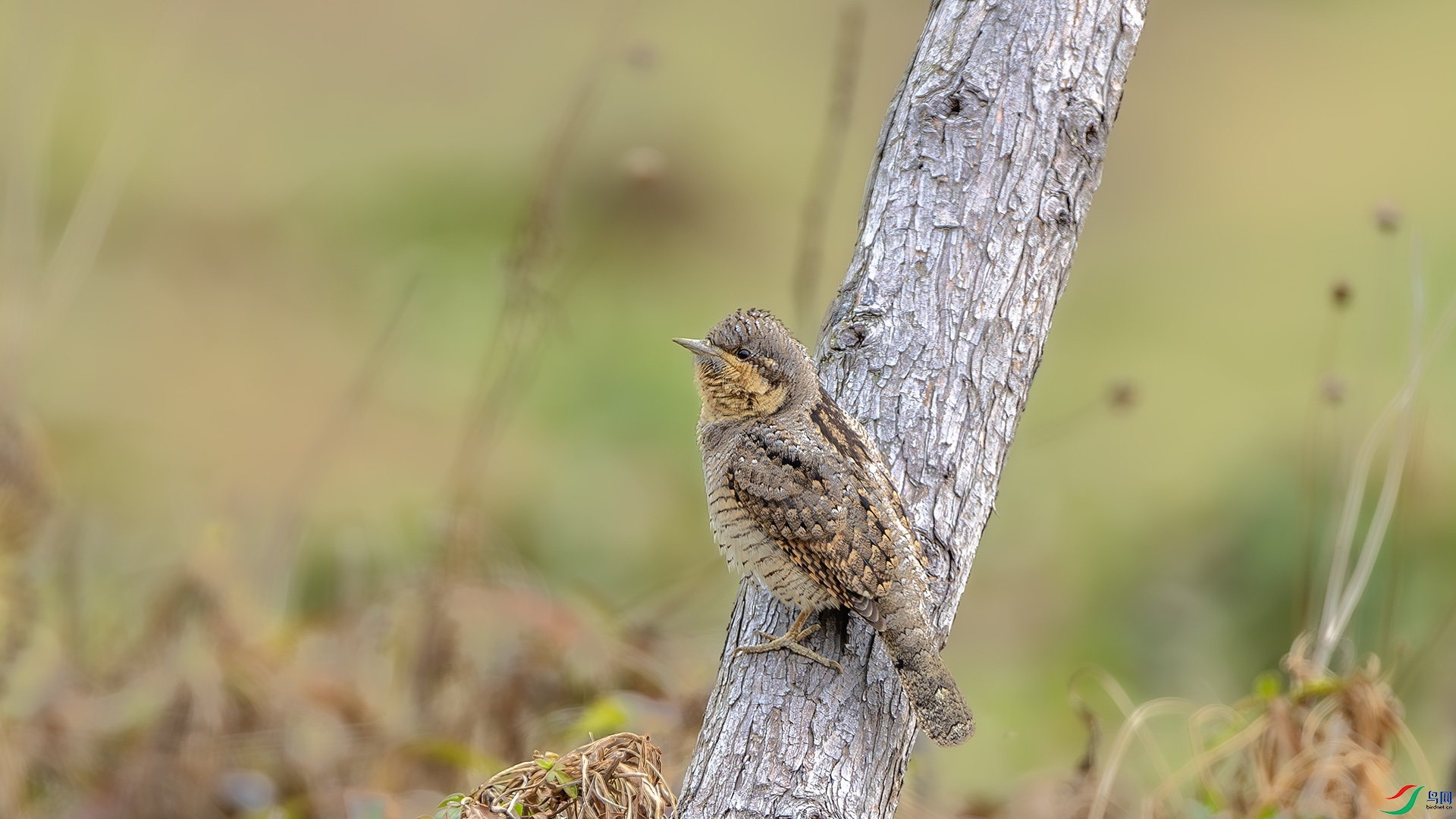 DSC_5916-����ǿ-NR ����.jpg