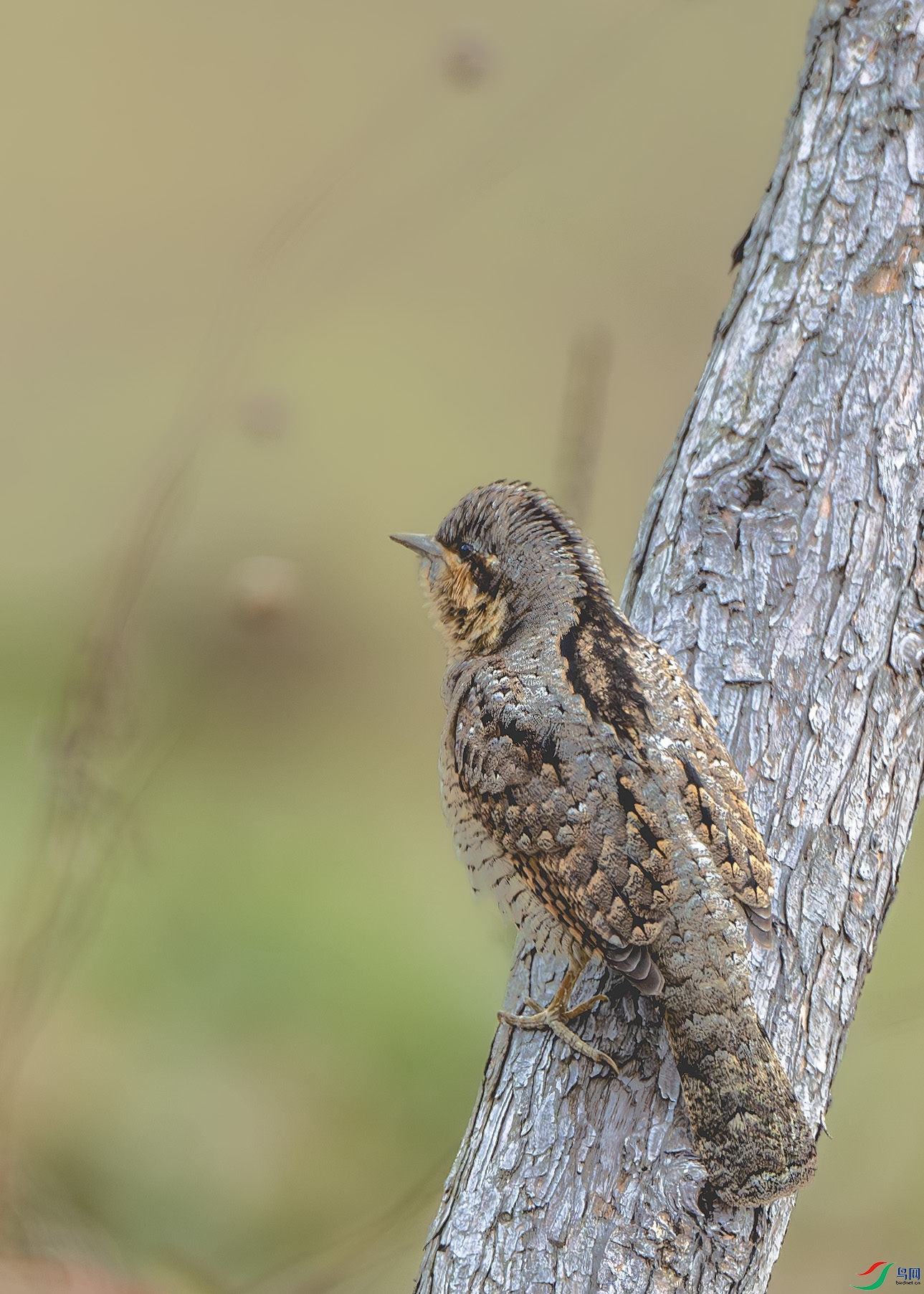 DSC_5930-����ǿ-NR ����.jpg