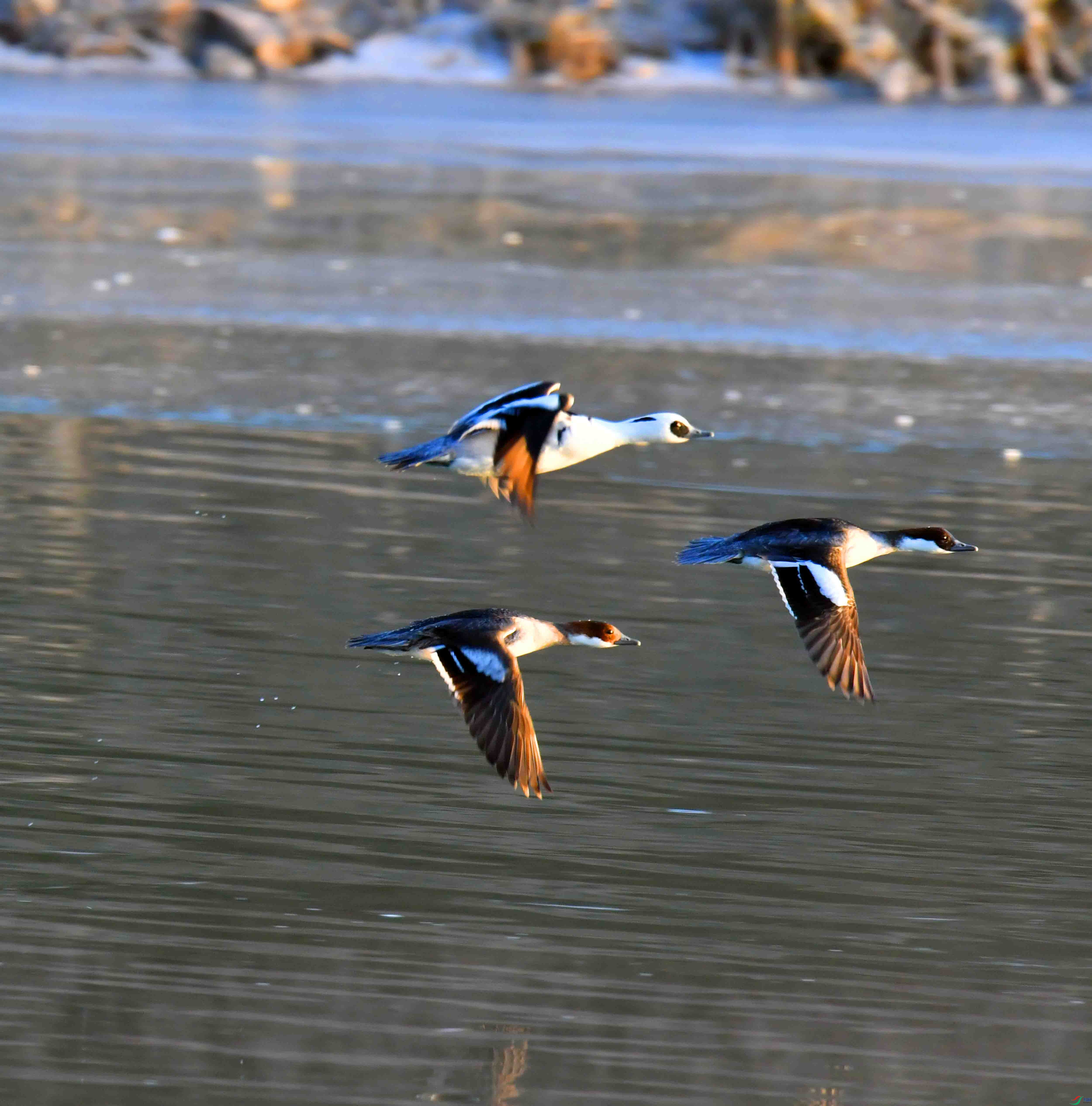 DSC_5167.JPG