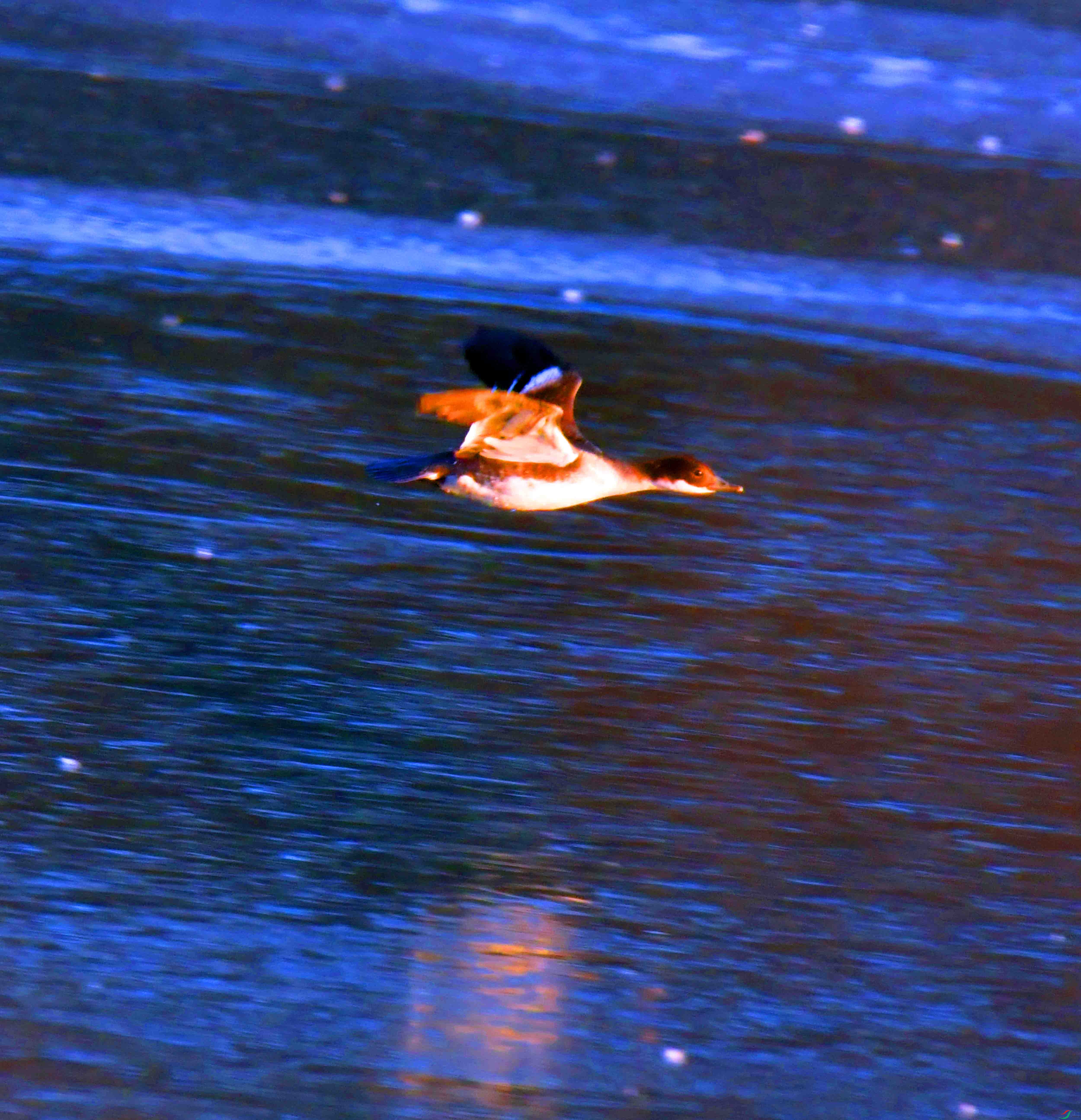 DSC_5177.JPG