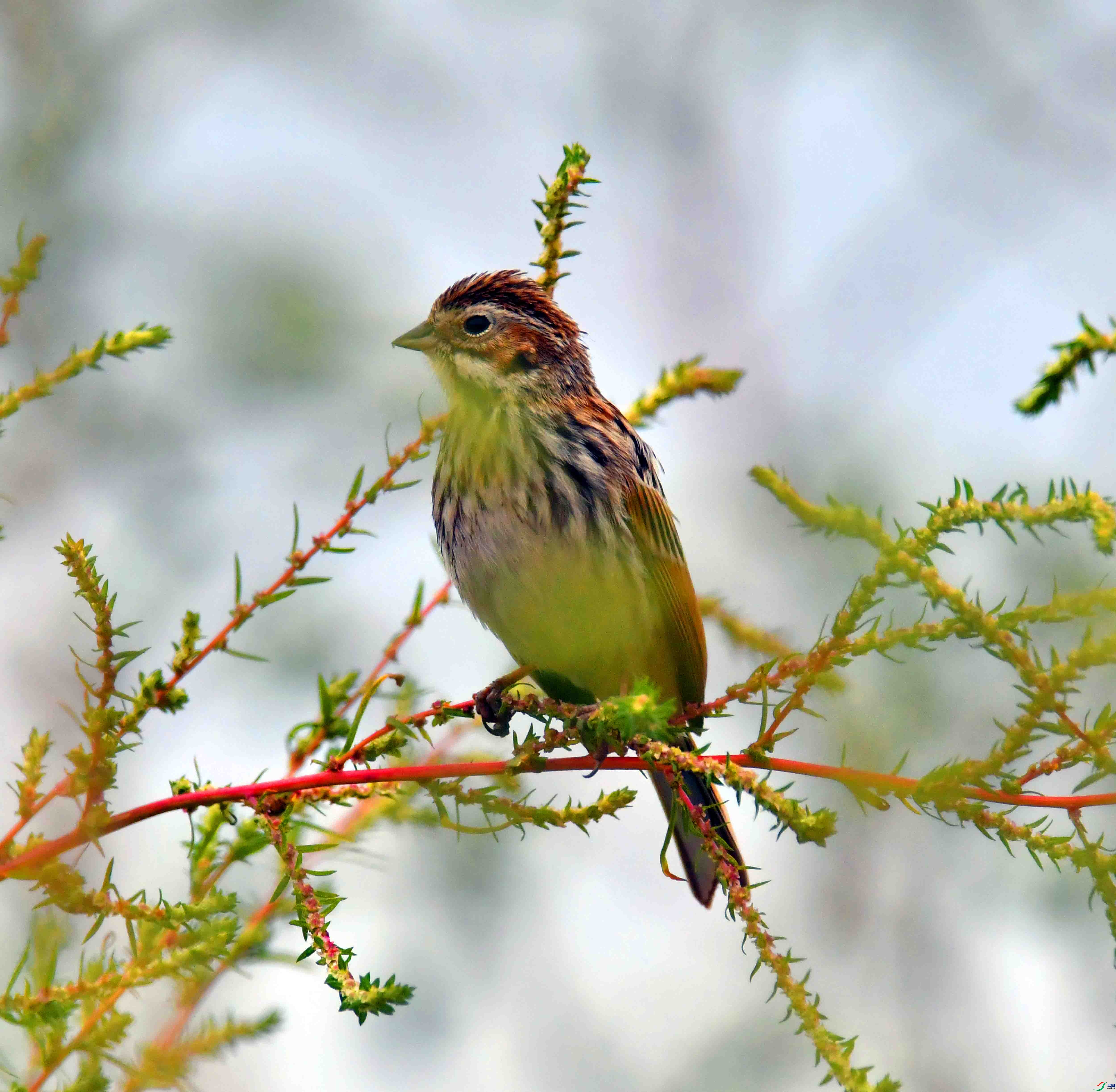 DSC_4261.JPG