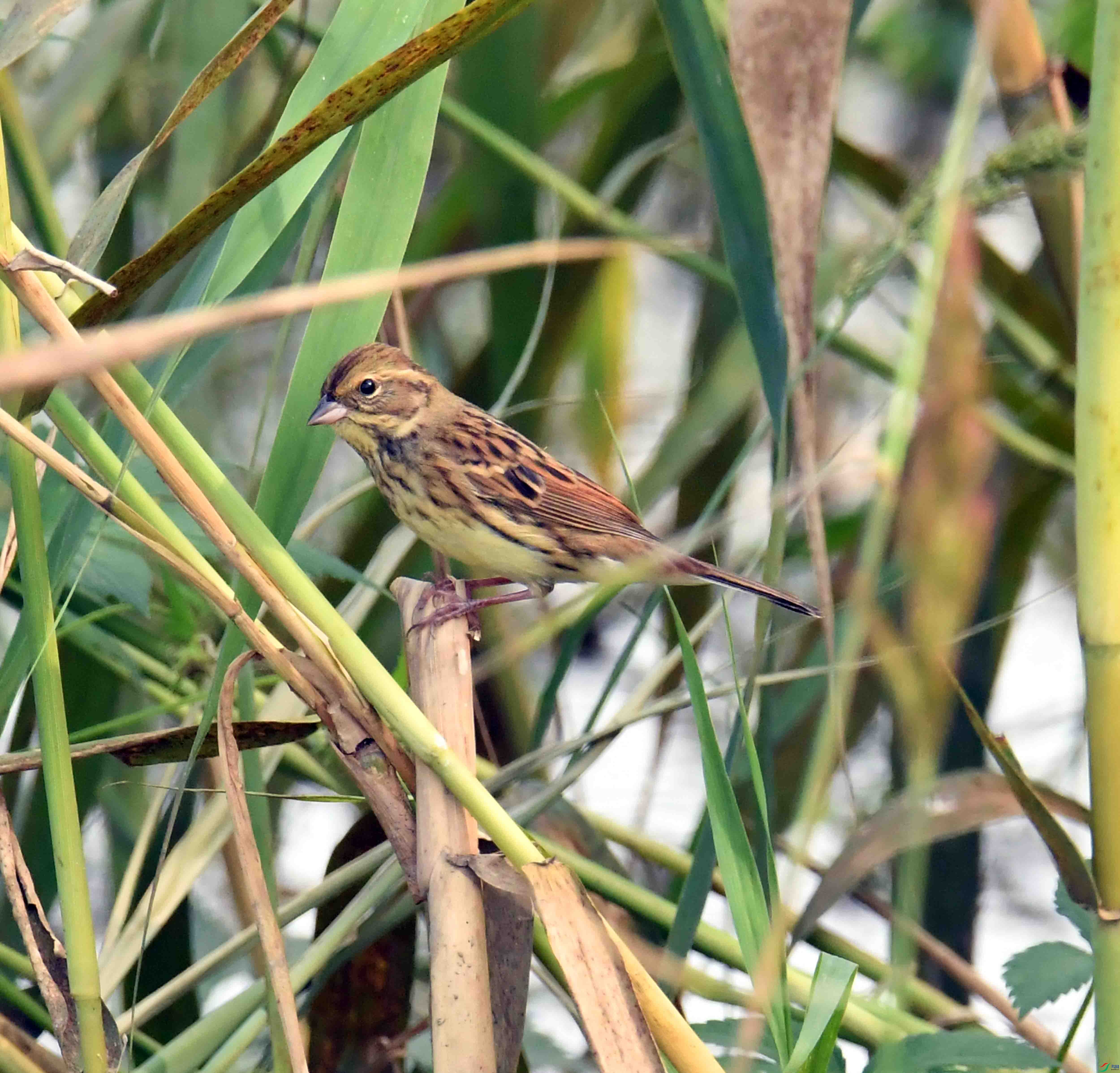 DSC_6332.JPG