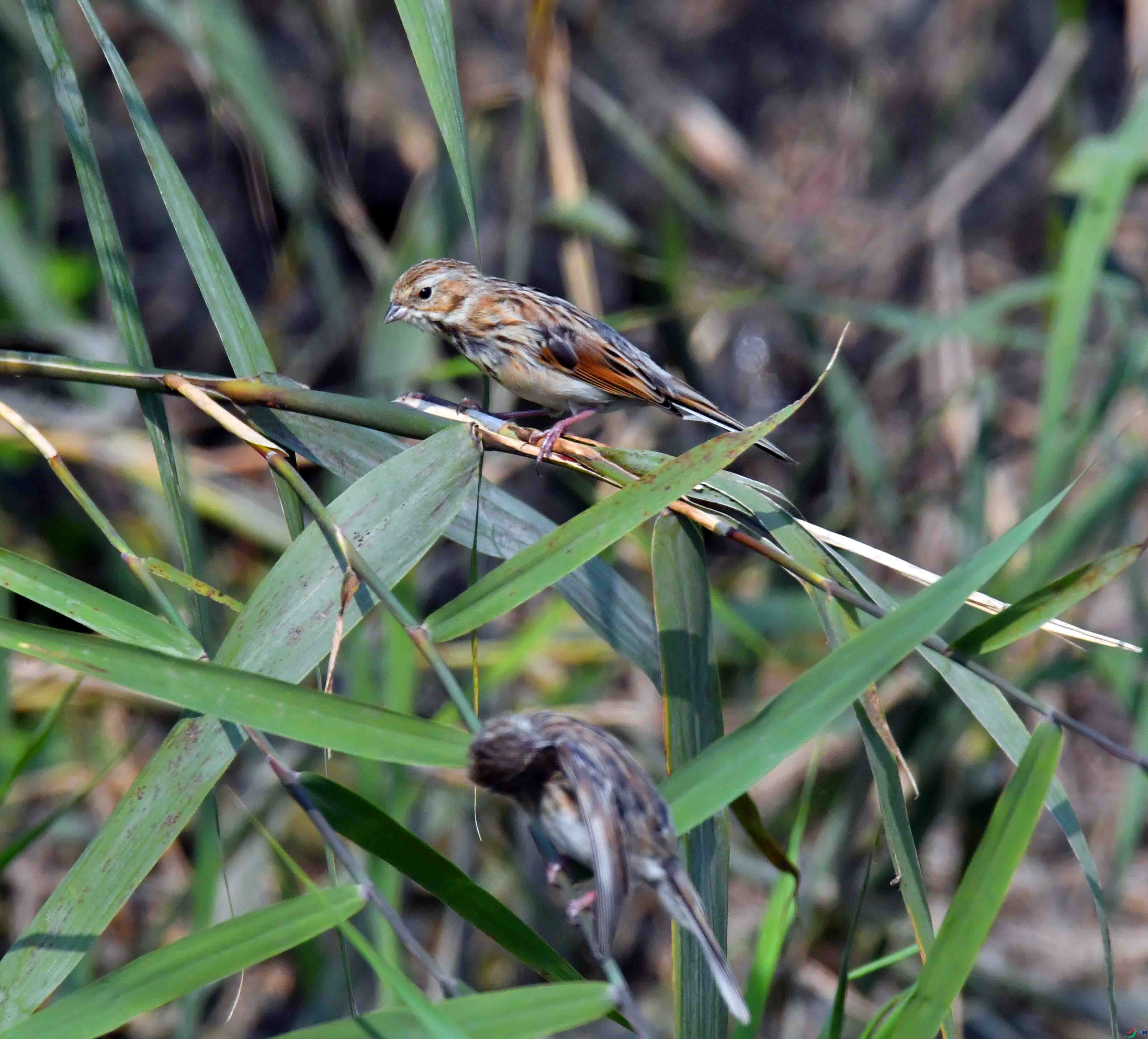 DSC_7666.JPG