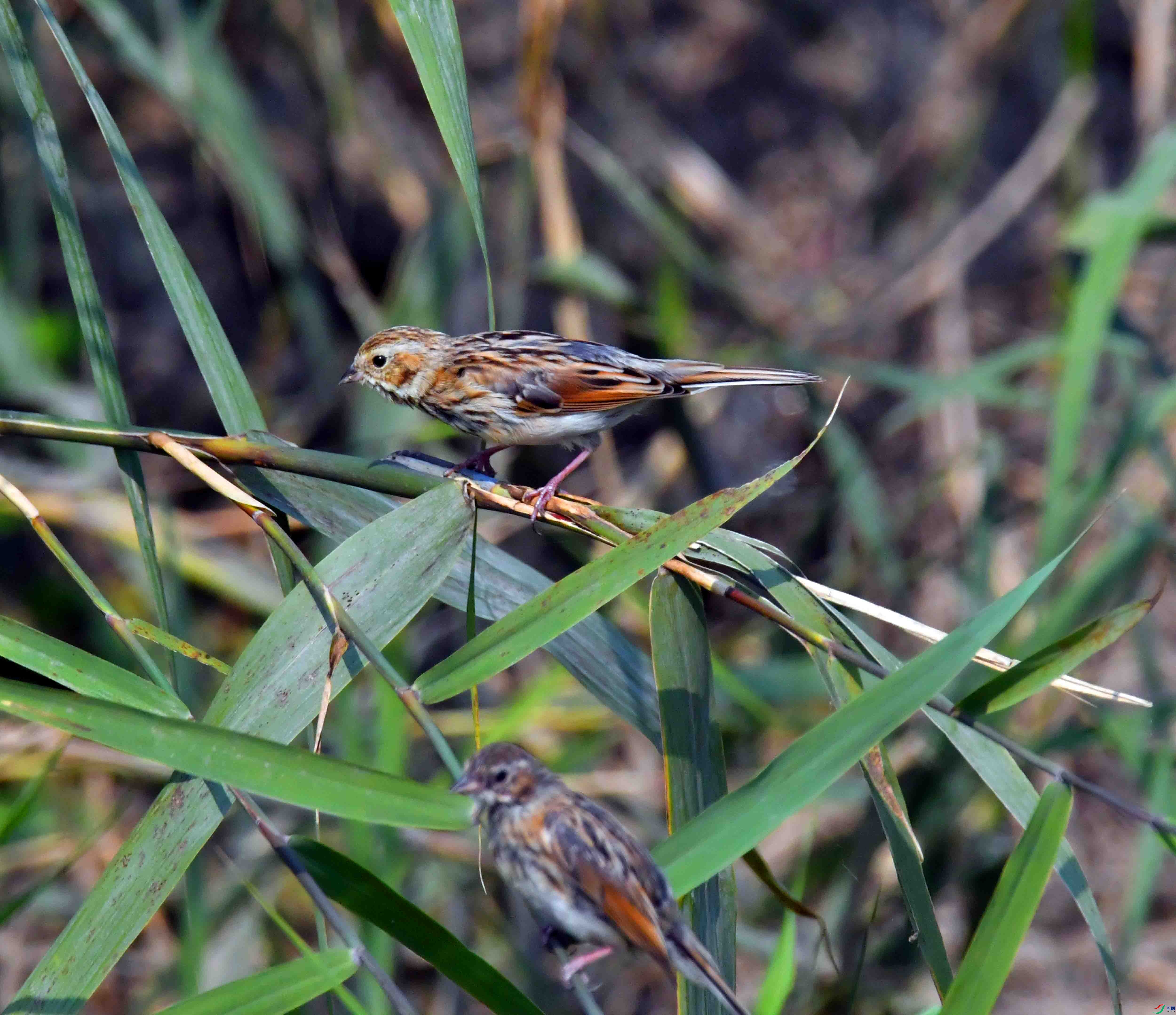 DSC_7660.JPG
