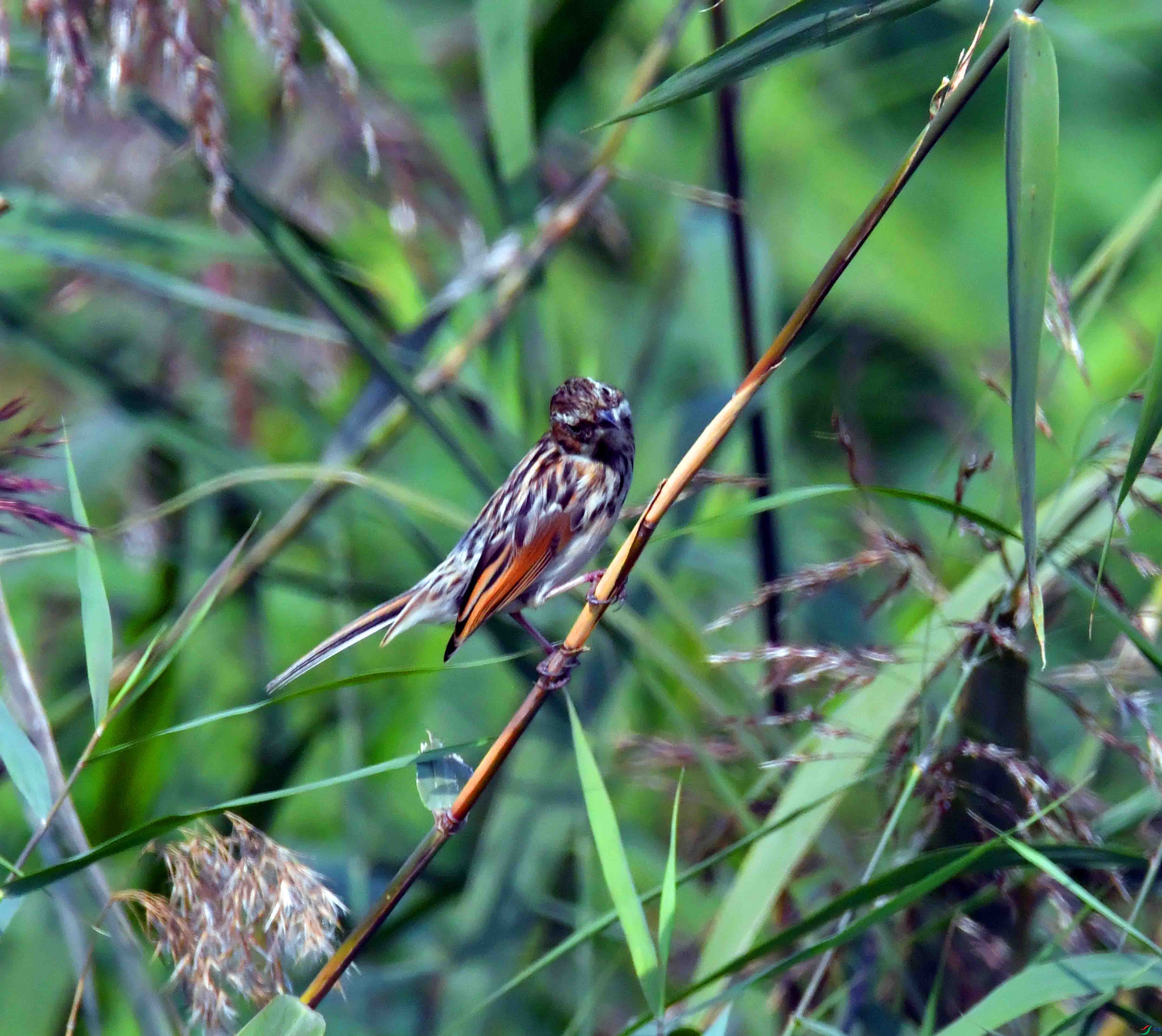 DSC_7805.JPG