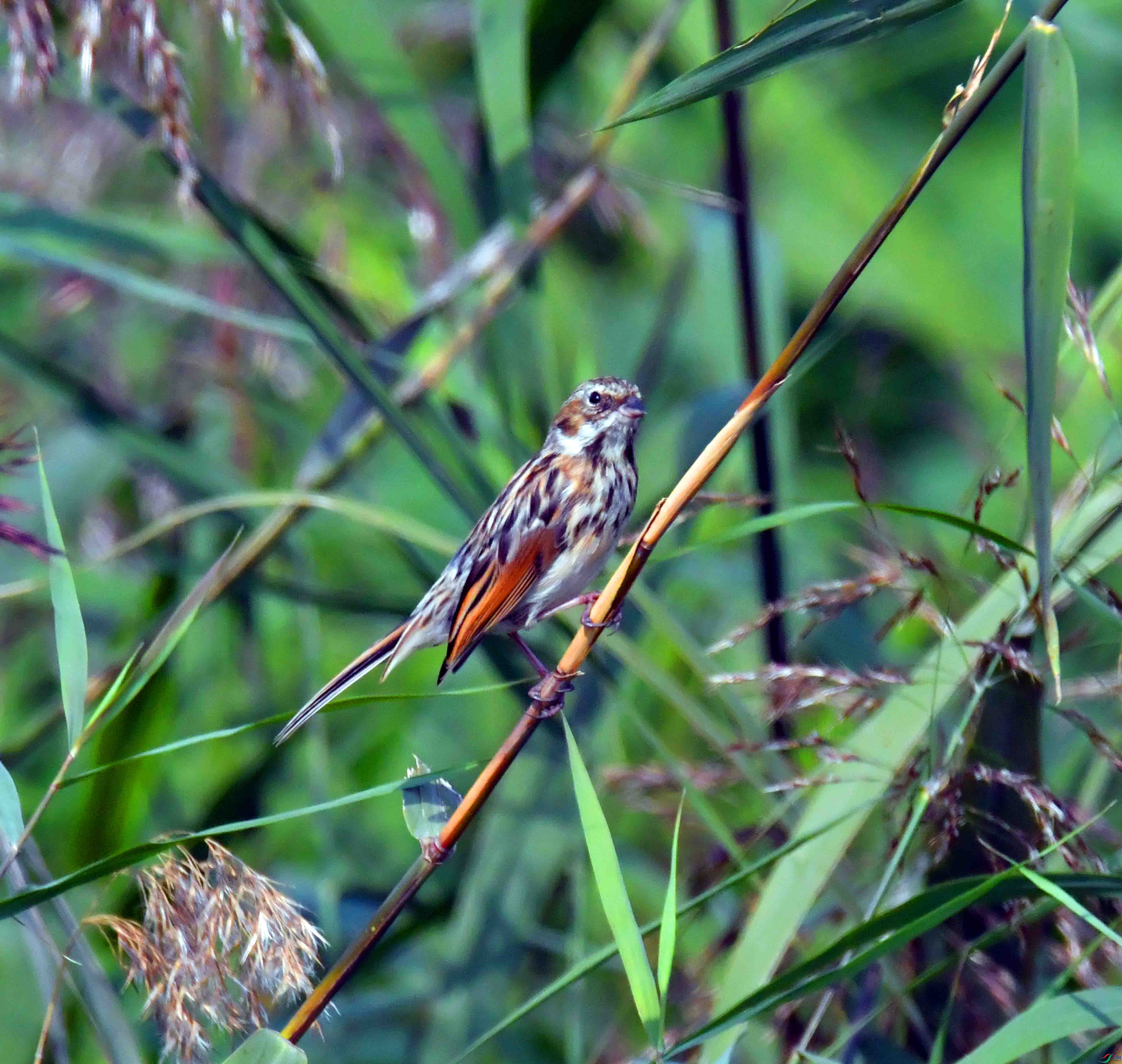 DSC_7809.JPG