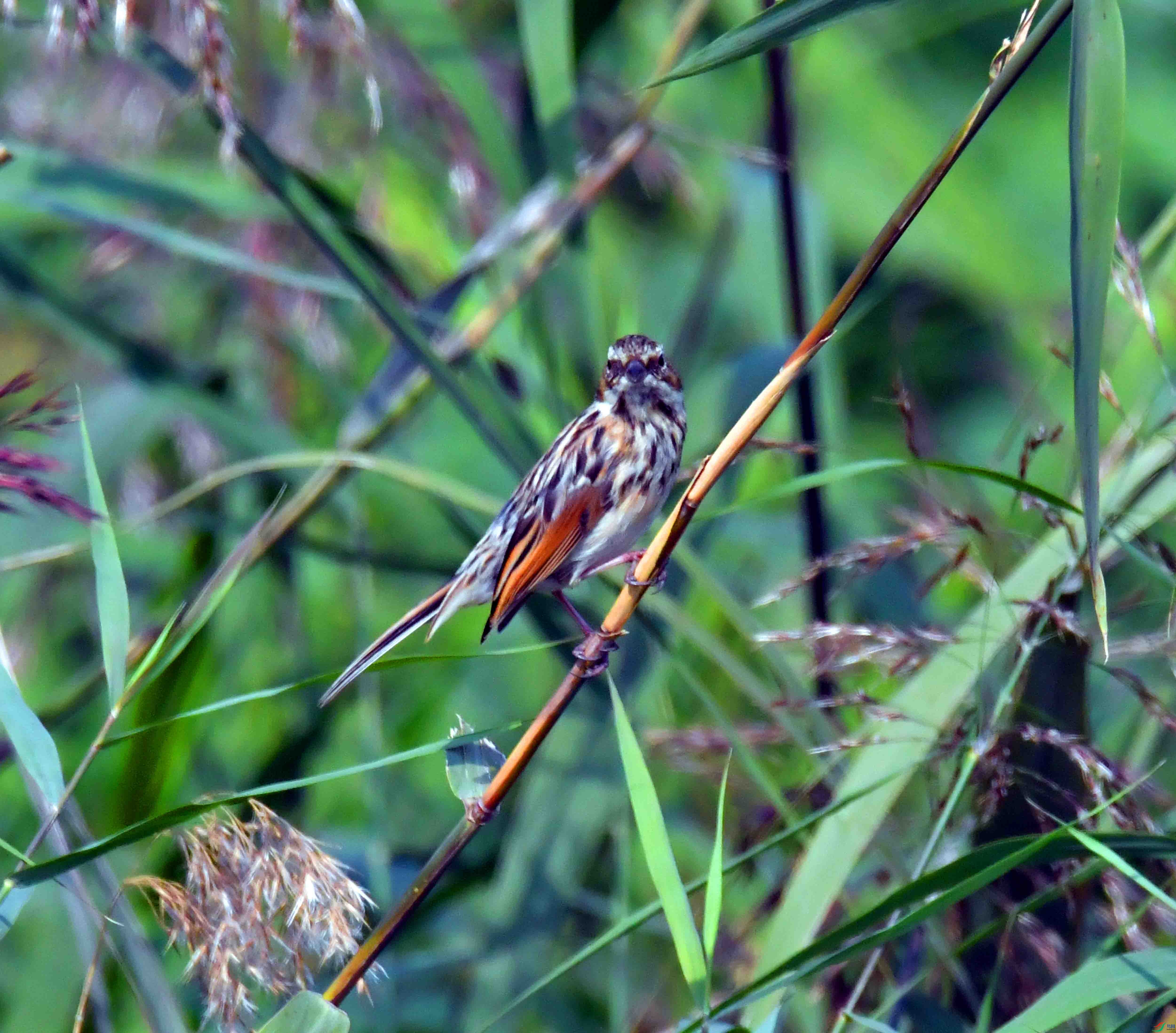 DSC_7811.JPG