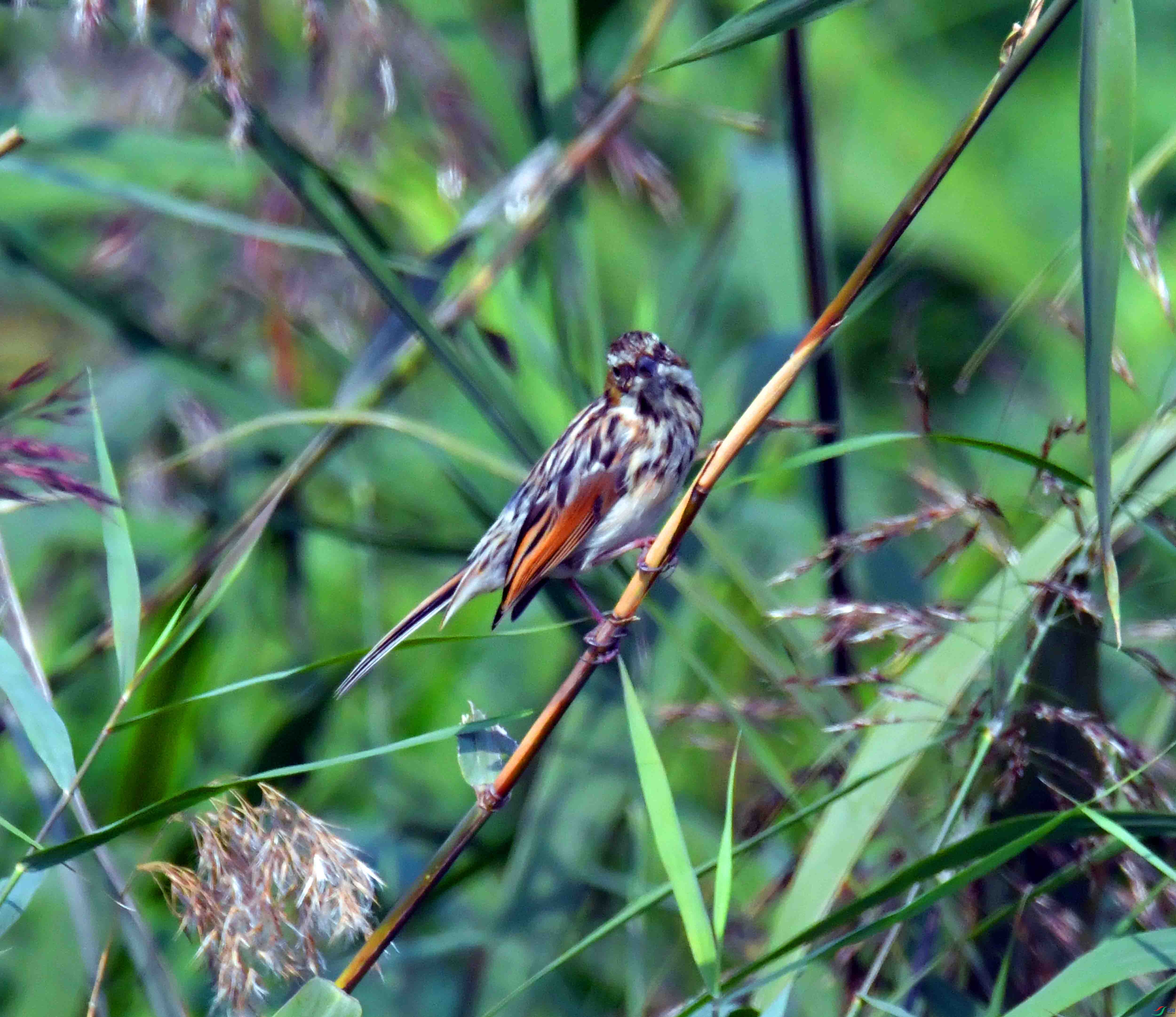 DSC_7814.JPG