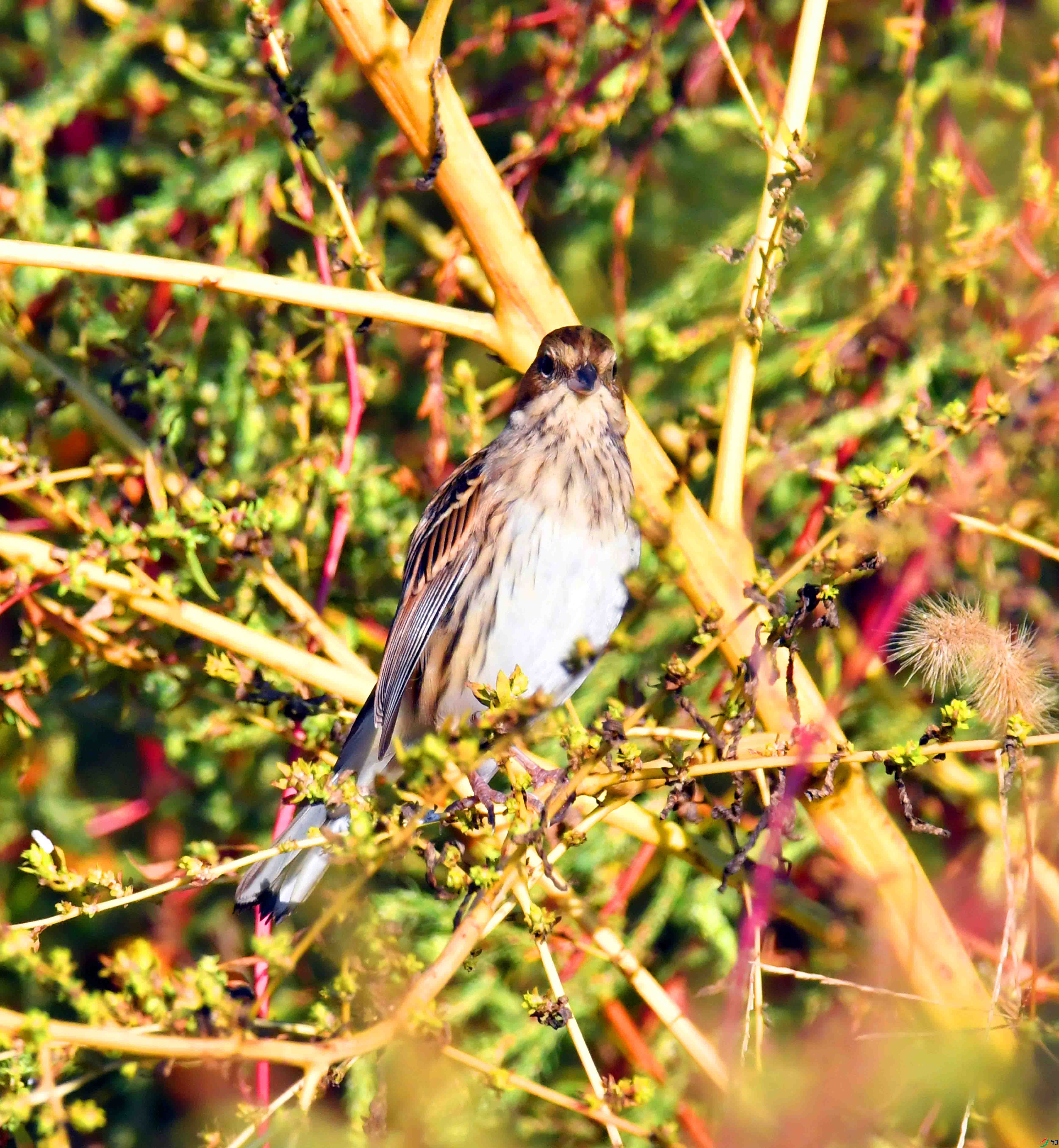 DSC_8236.JPG