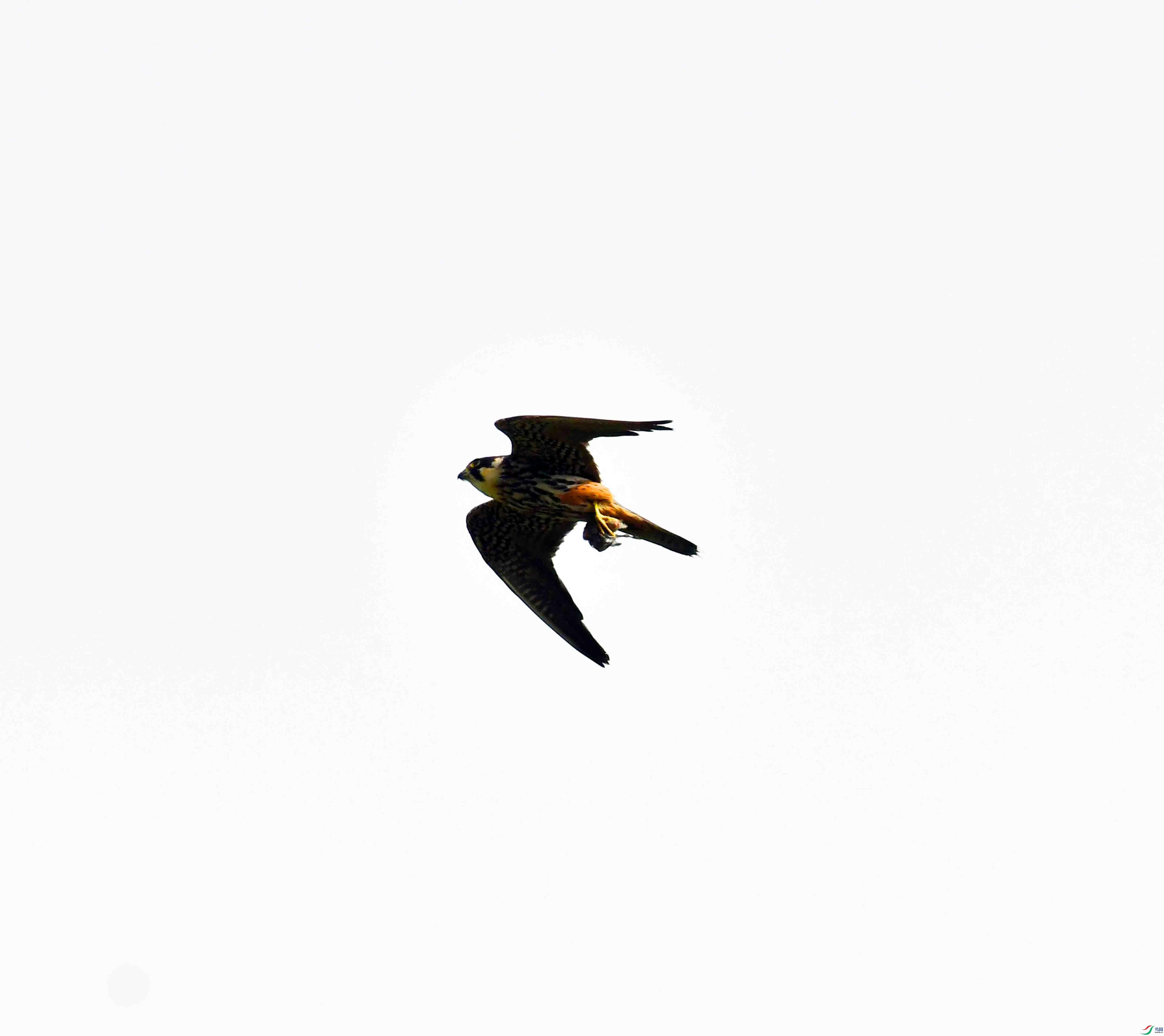 DSC_2528.JPG