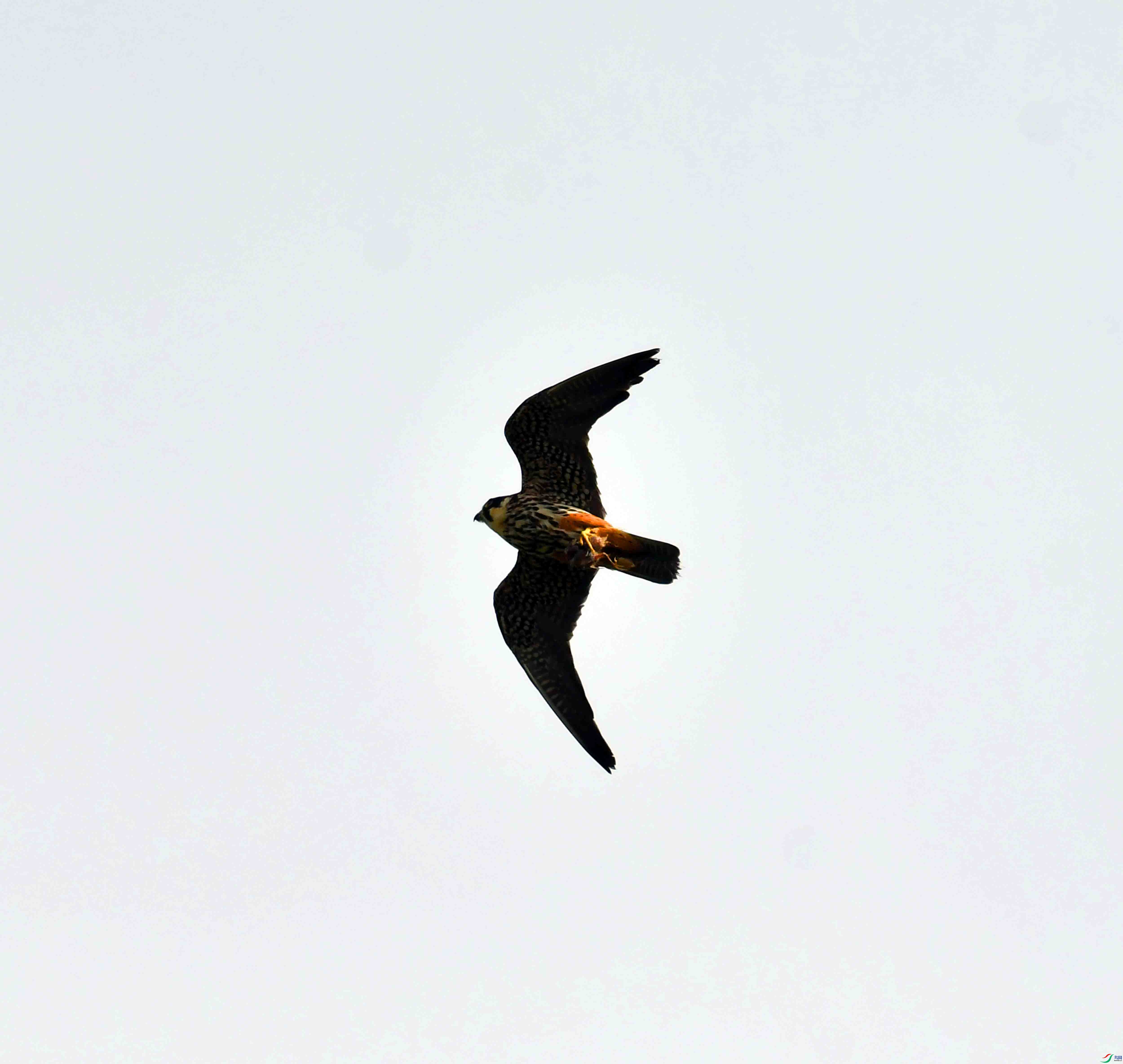 DSC_2531.JPG