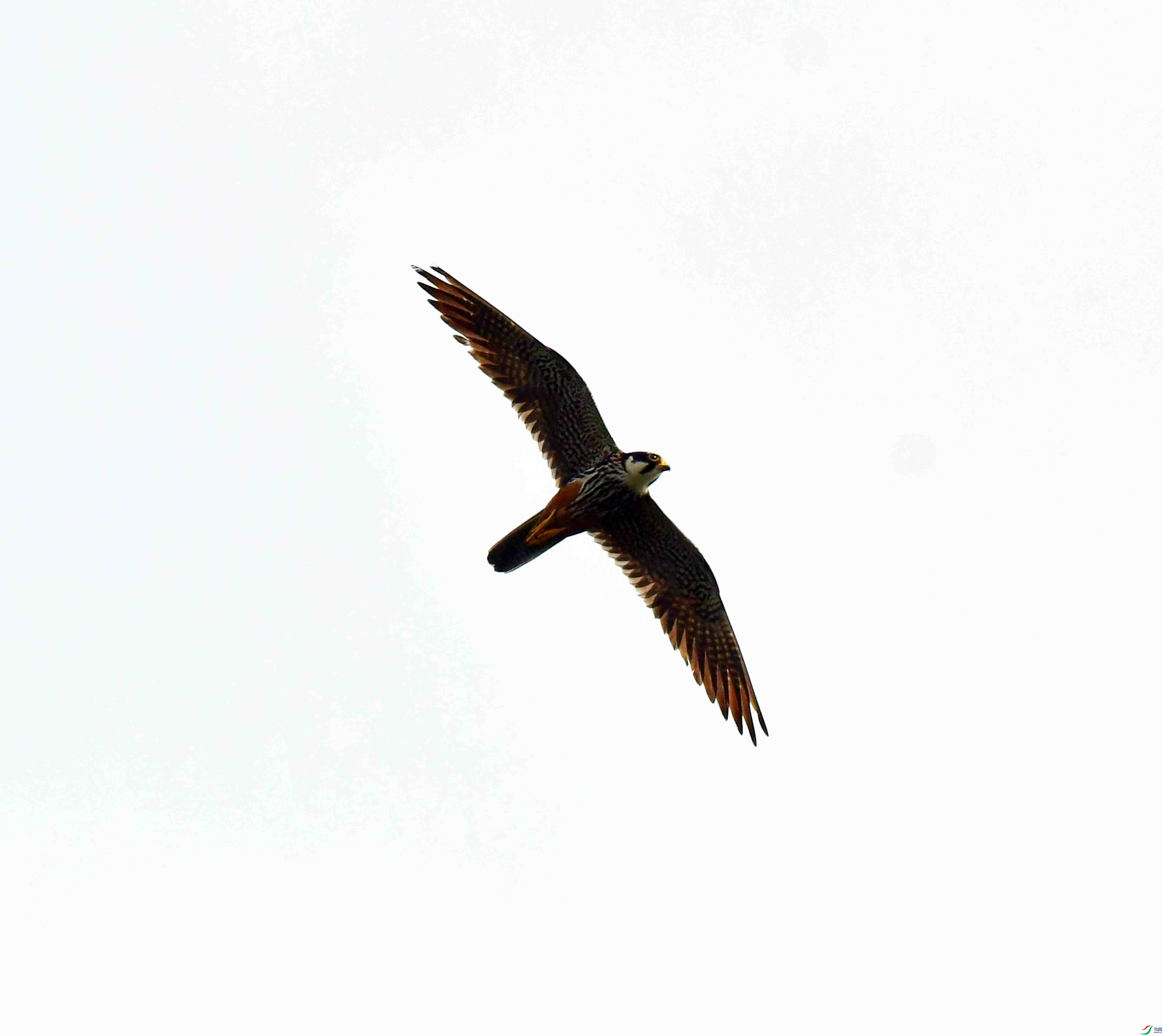 DSC_2538.JPG