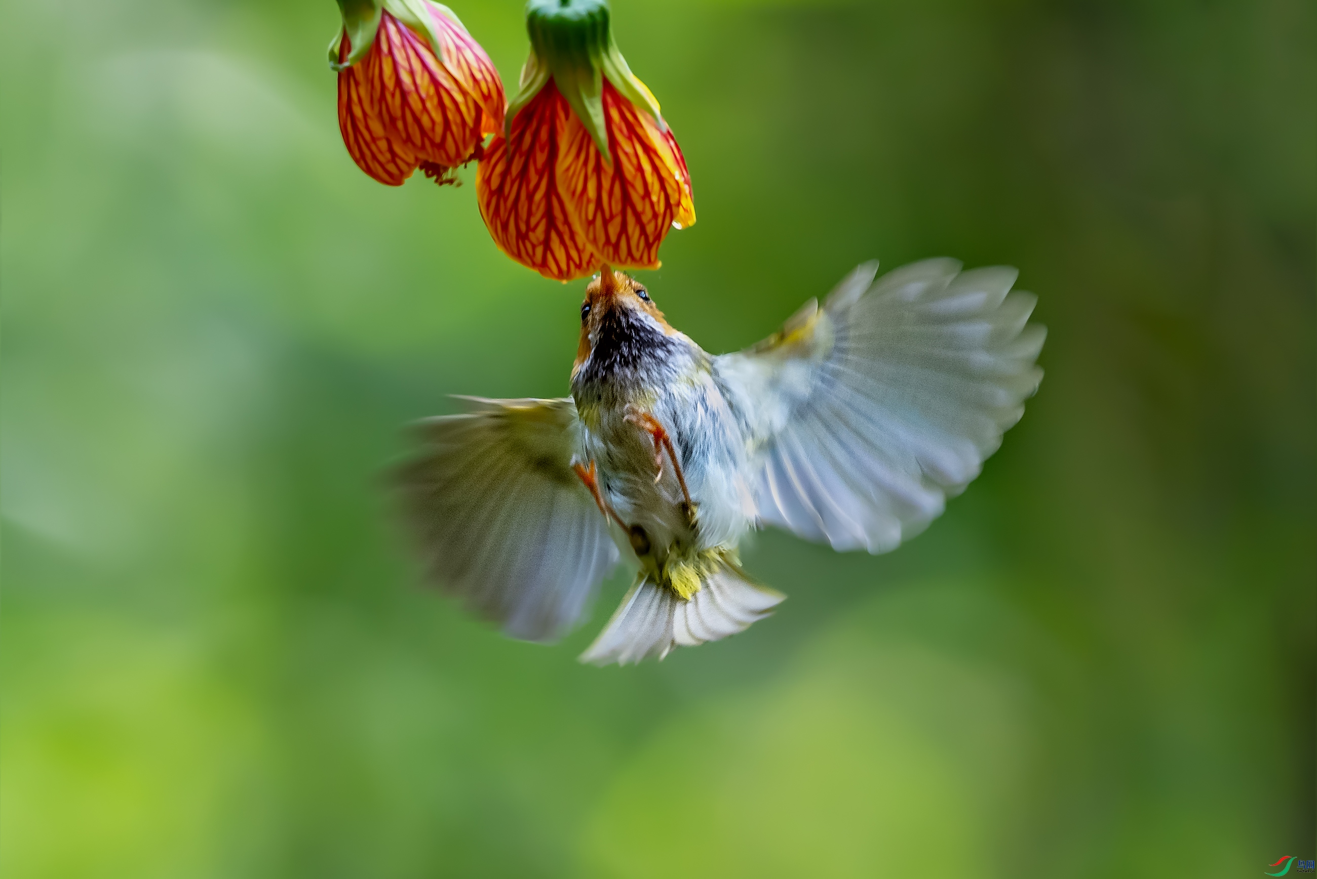 DSC_8036a.jpg