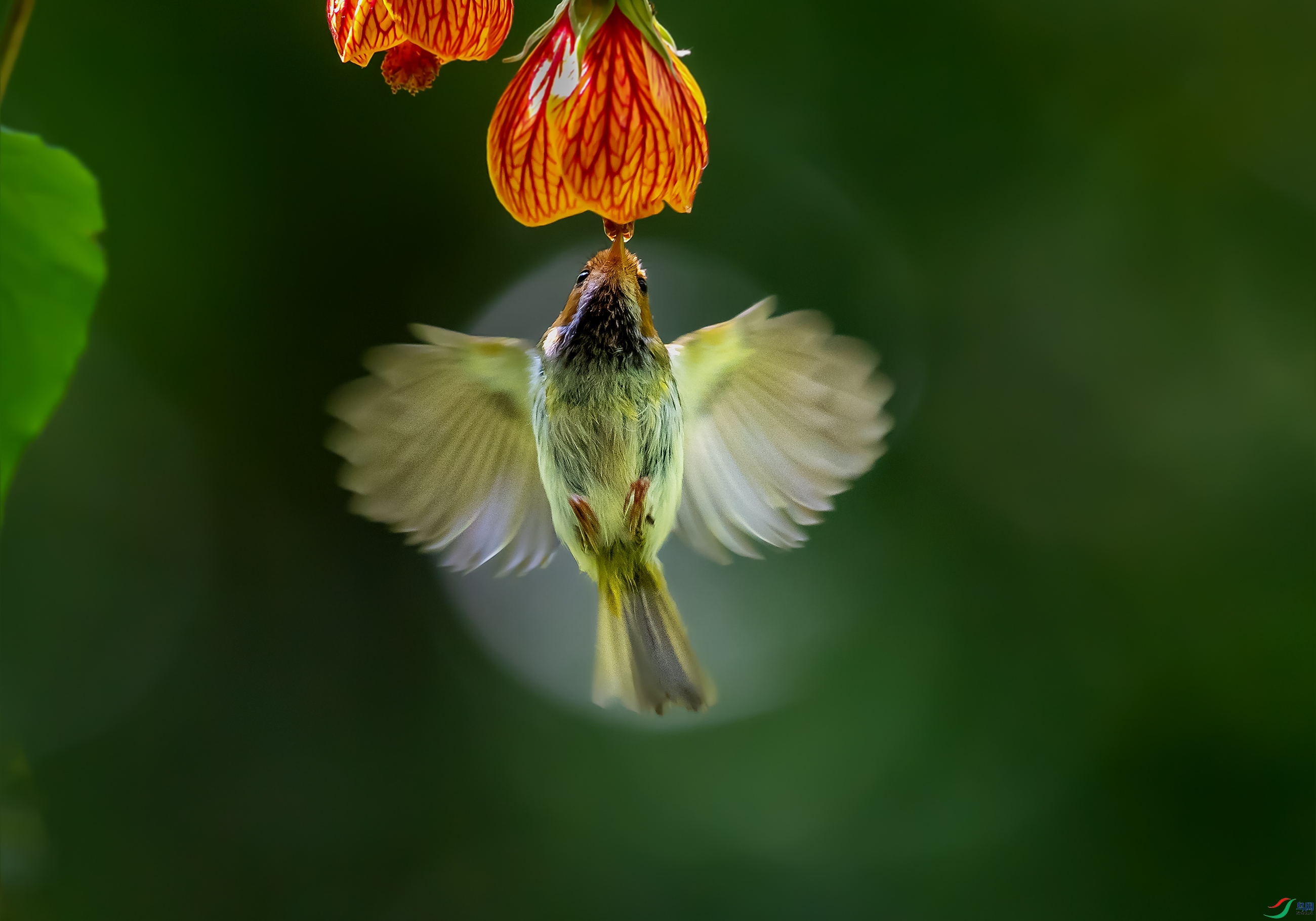 DSC_8054a.jpg