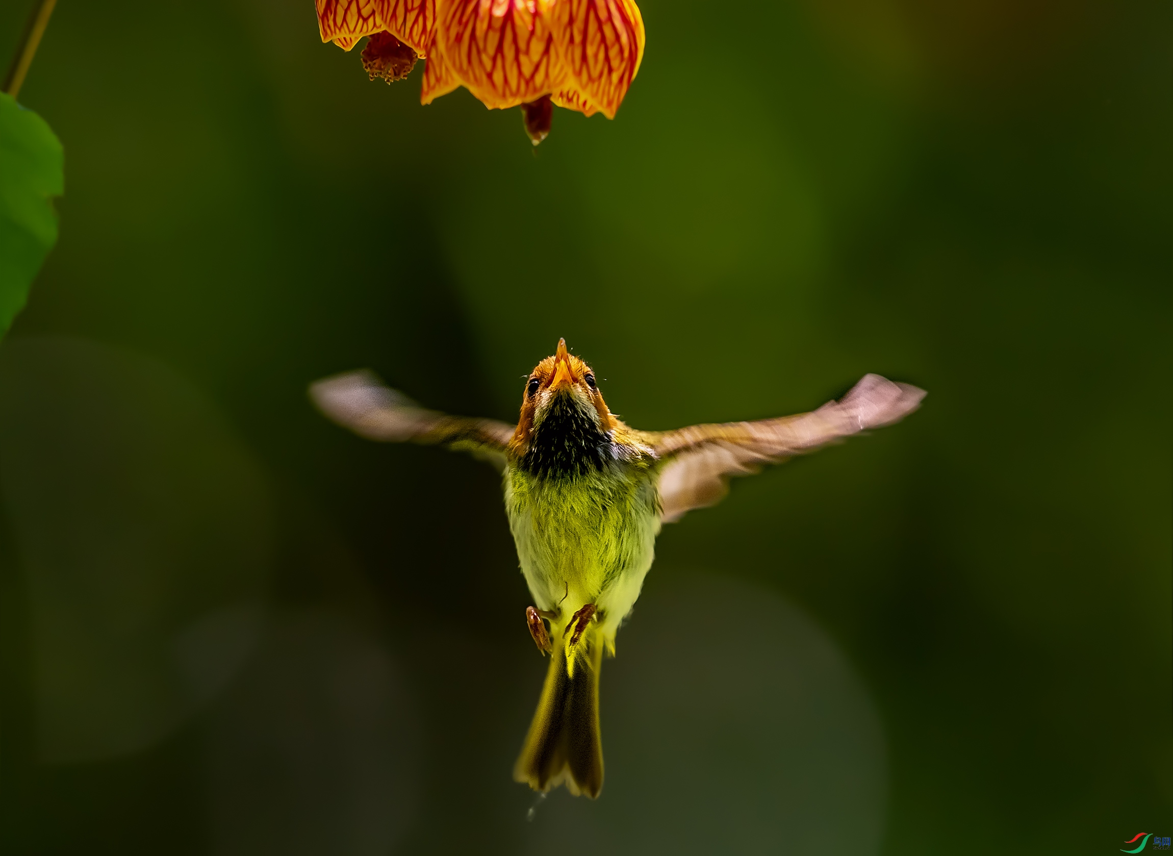DSC_8063a.jpg
