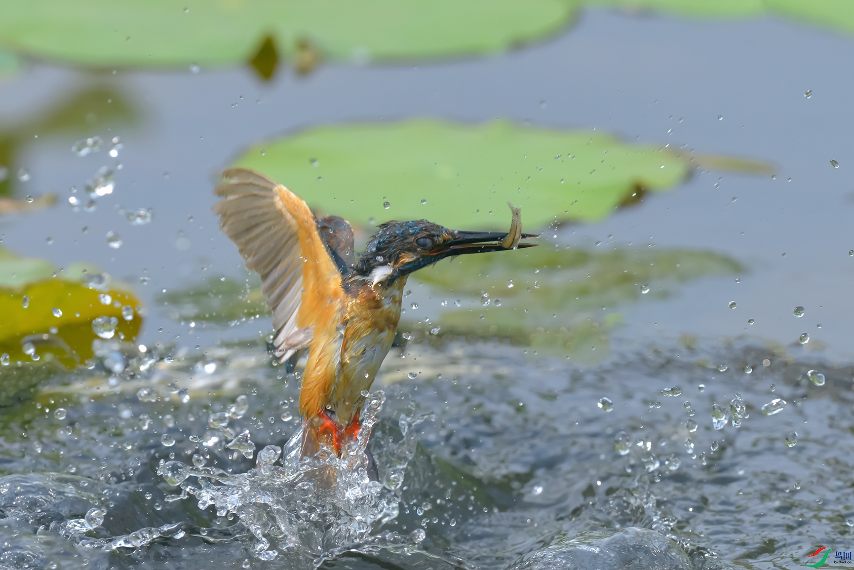 DSC_8433_DxOa.jpg