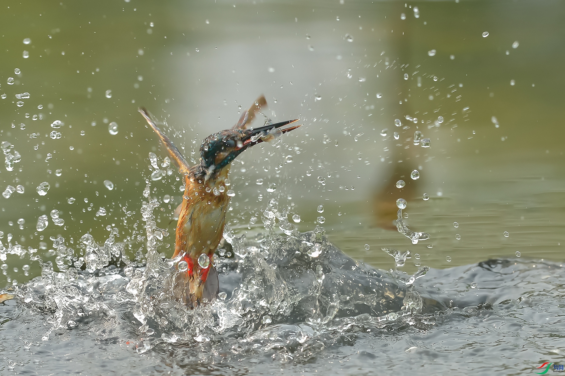 DSC_7877_DxOa.jpg