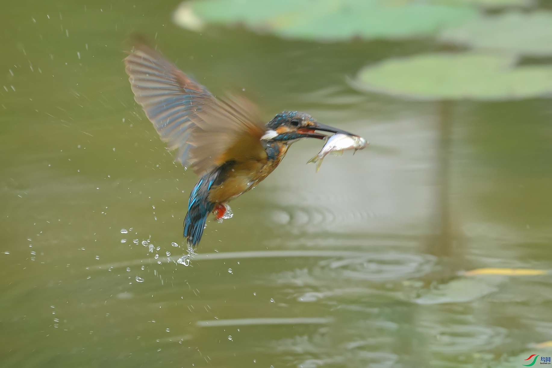 DSC_7778_DxOa.jpg