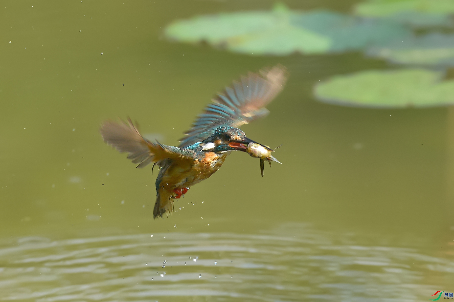 DSC_7601_DxOa.jpg