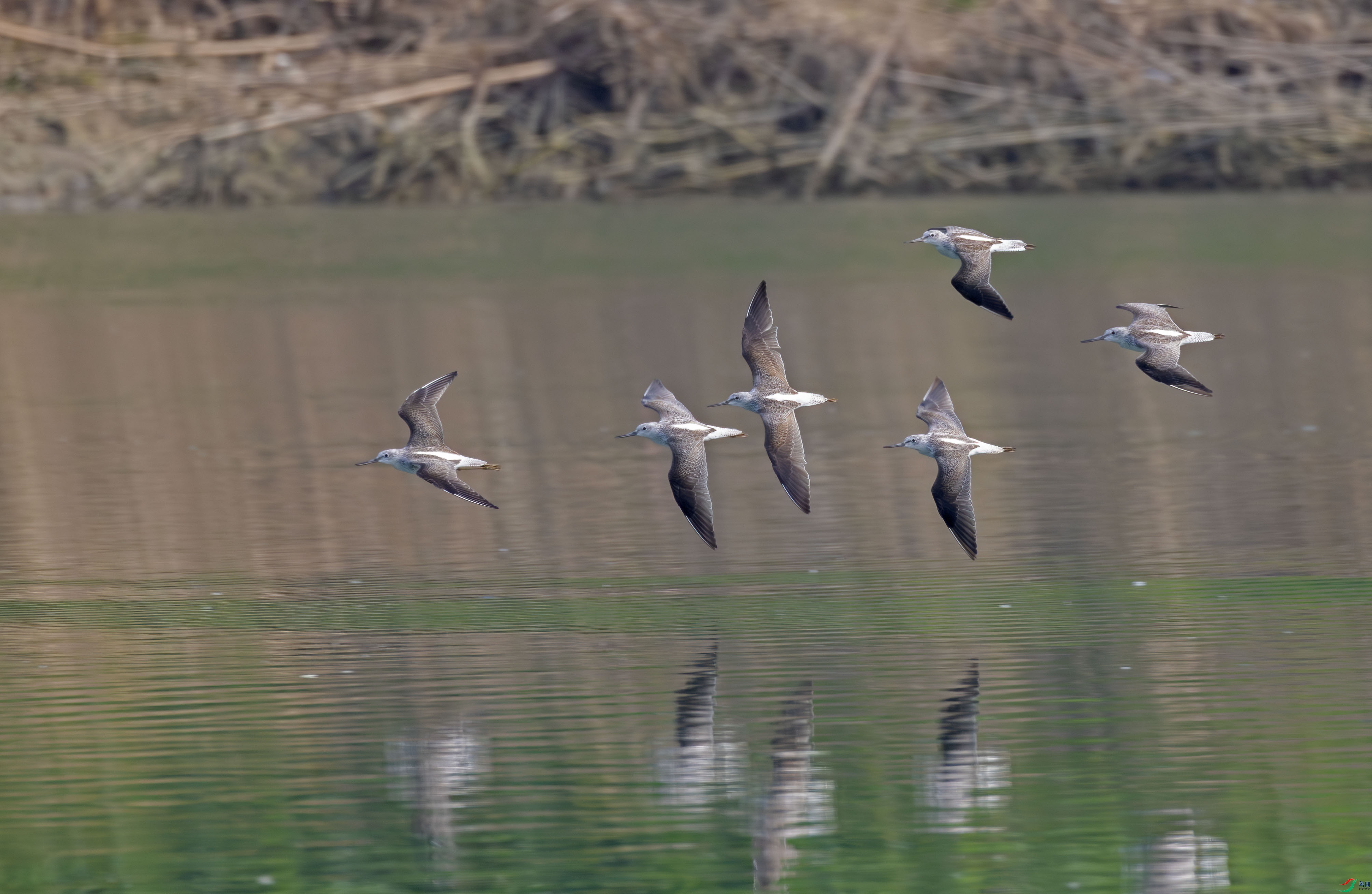 G47A9265-����ǿ-NR ����.jpg