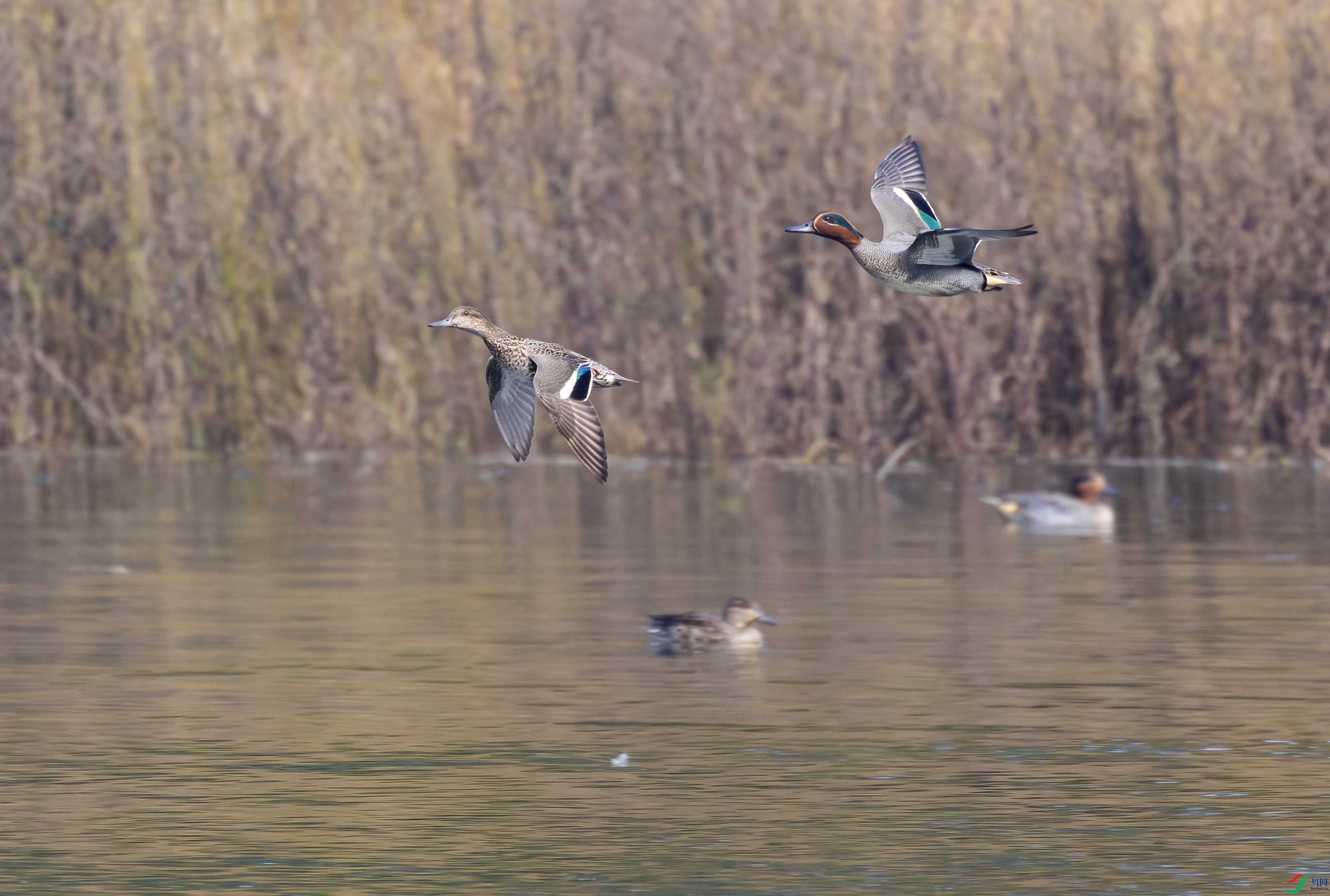 G47A2456-����ǿ-NR ����.jpg