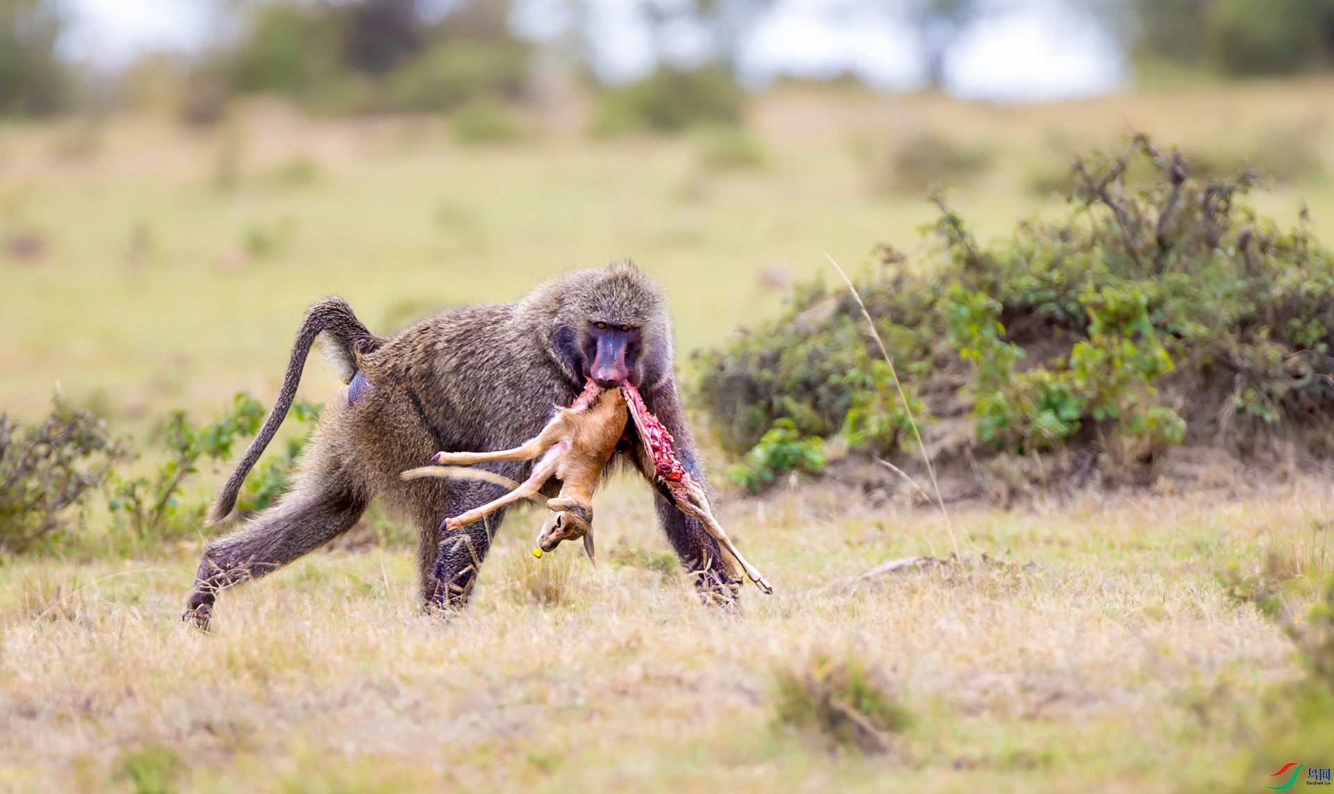 �������� ����.jpg