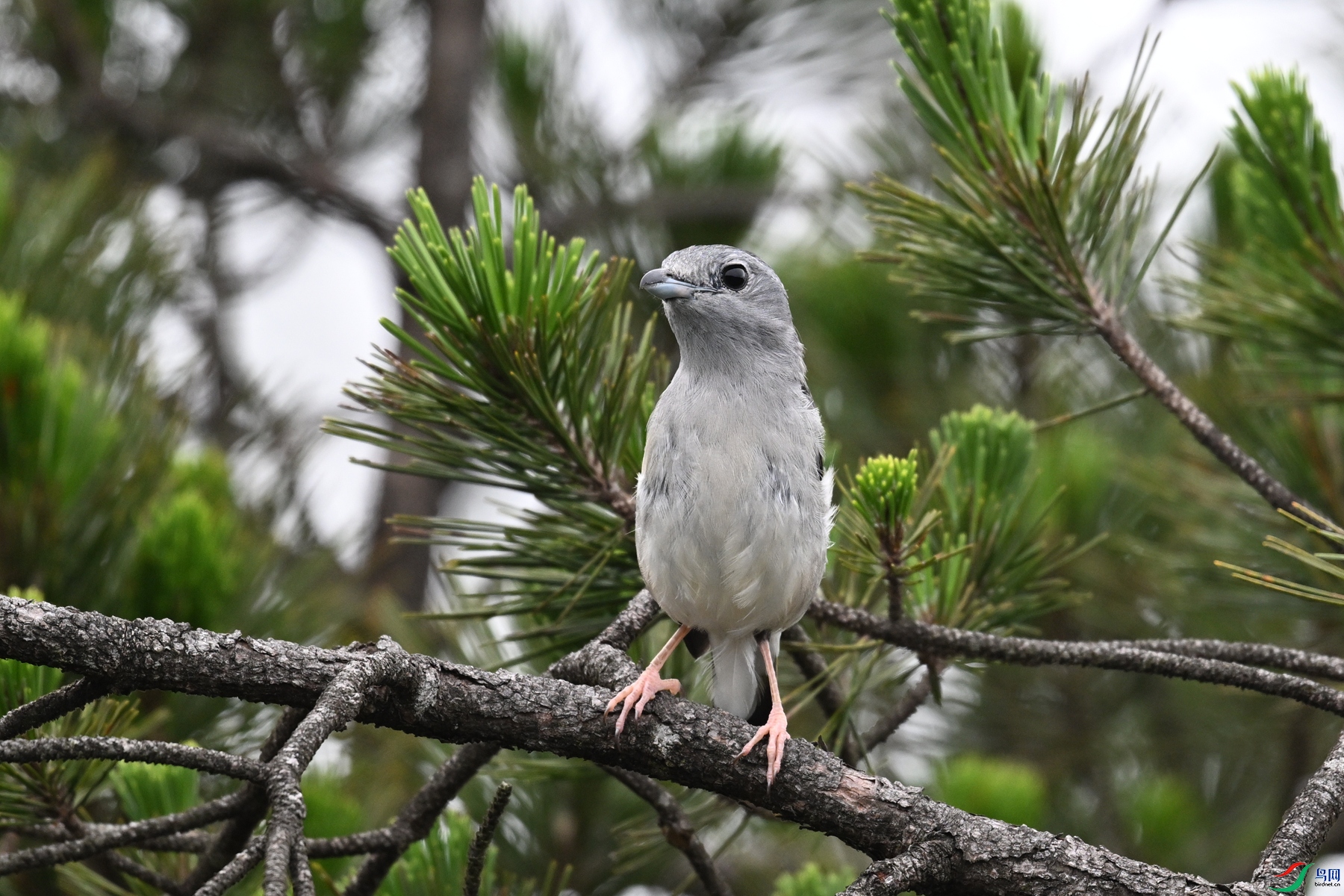 DSC_0729.JPG