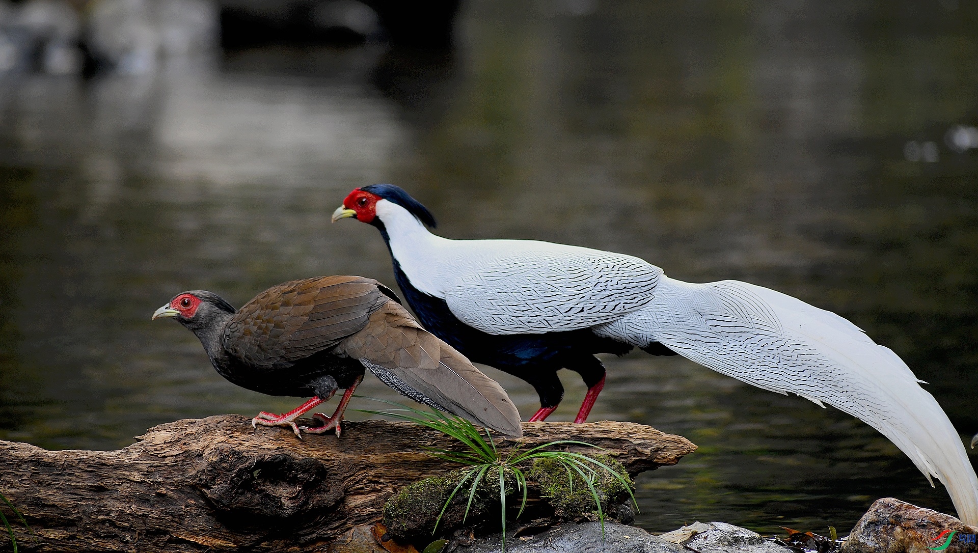 DSC_9753.jpg