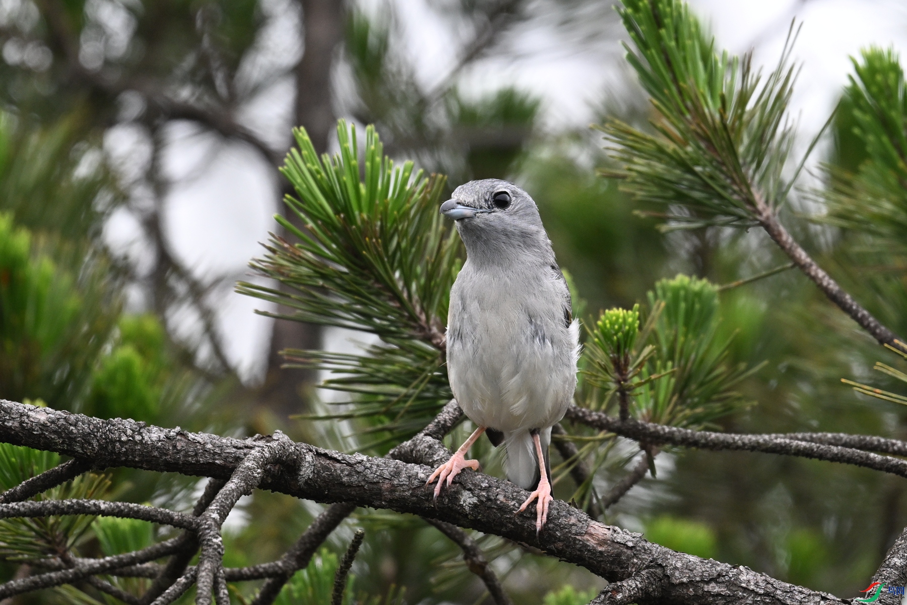 DSC_0733.JPG