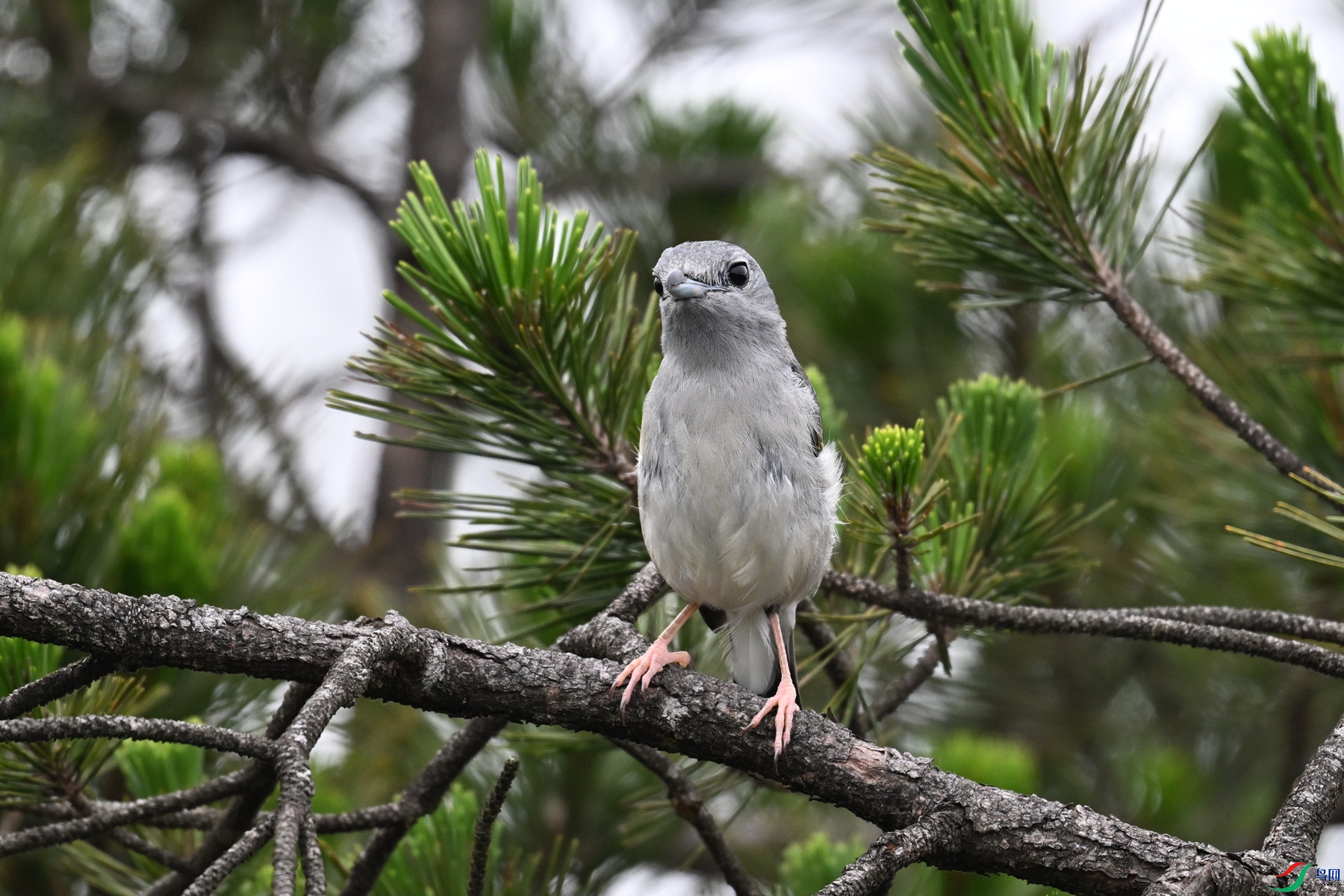 DSC_0737.JPG