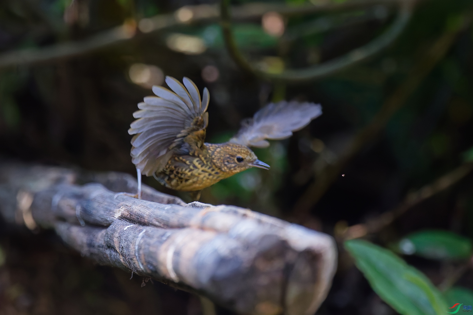 DSC_6470_DxO_DxOa.jpg