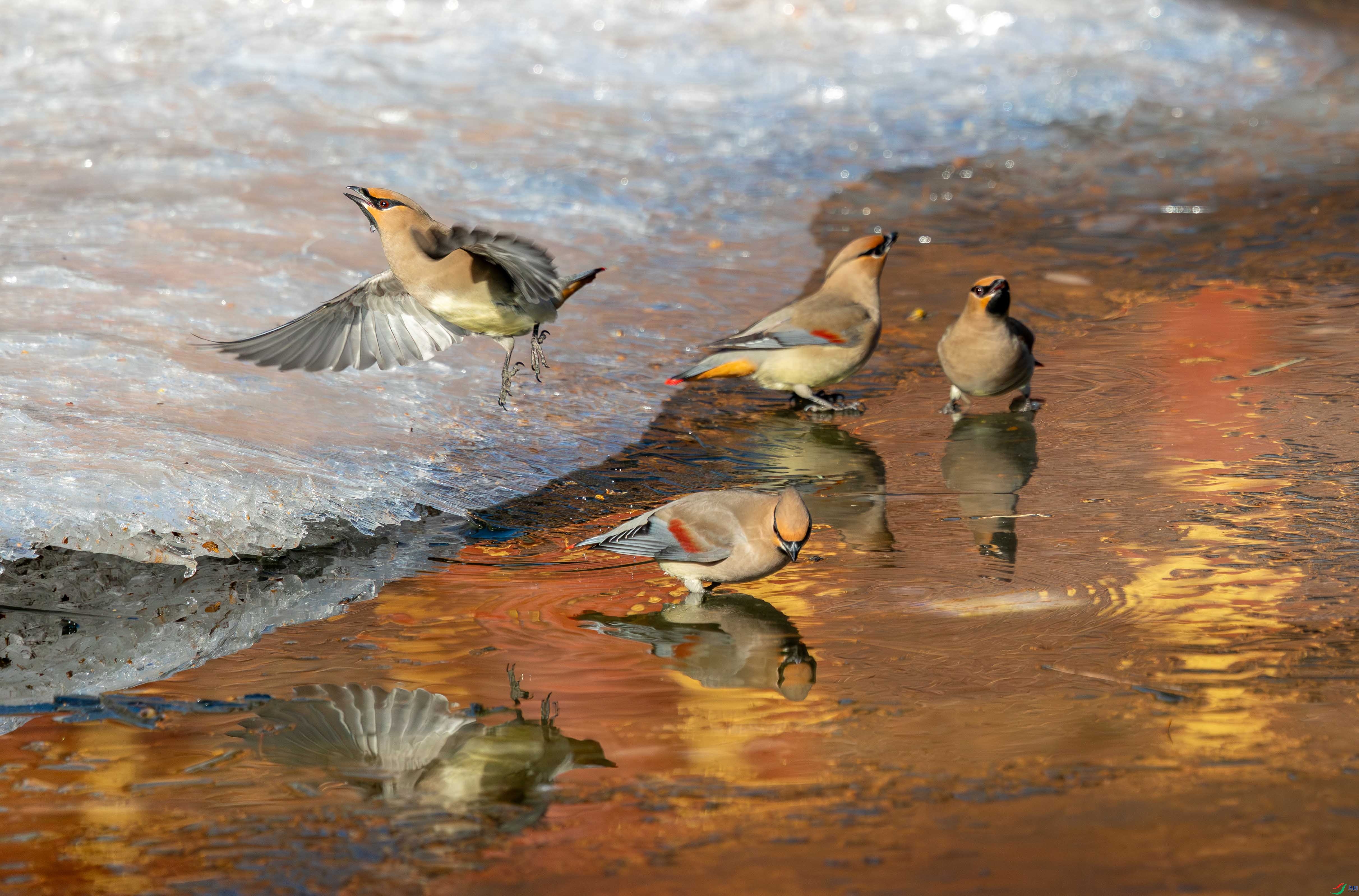 5N2A4623-1 ����.jpg