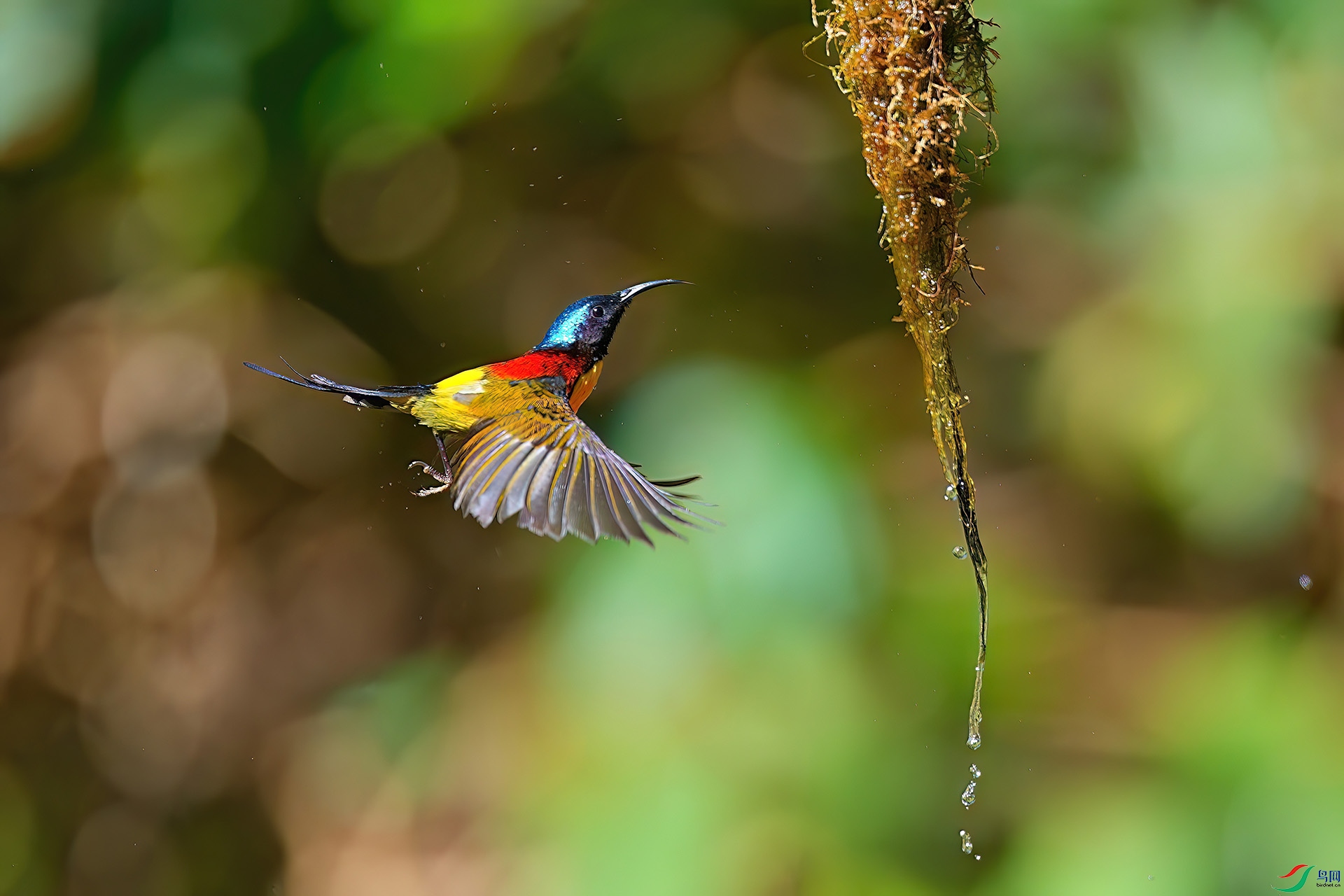 DSC01175-DeNoiseAI-low-light ����.jpg