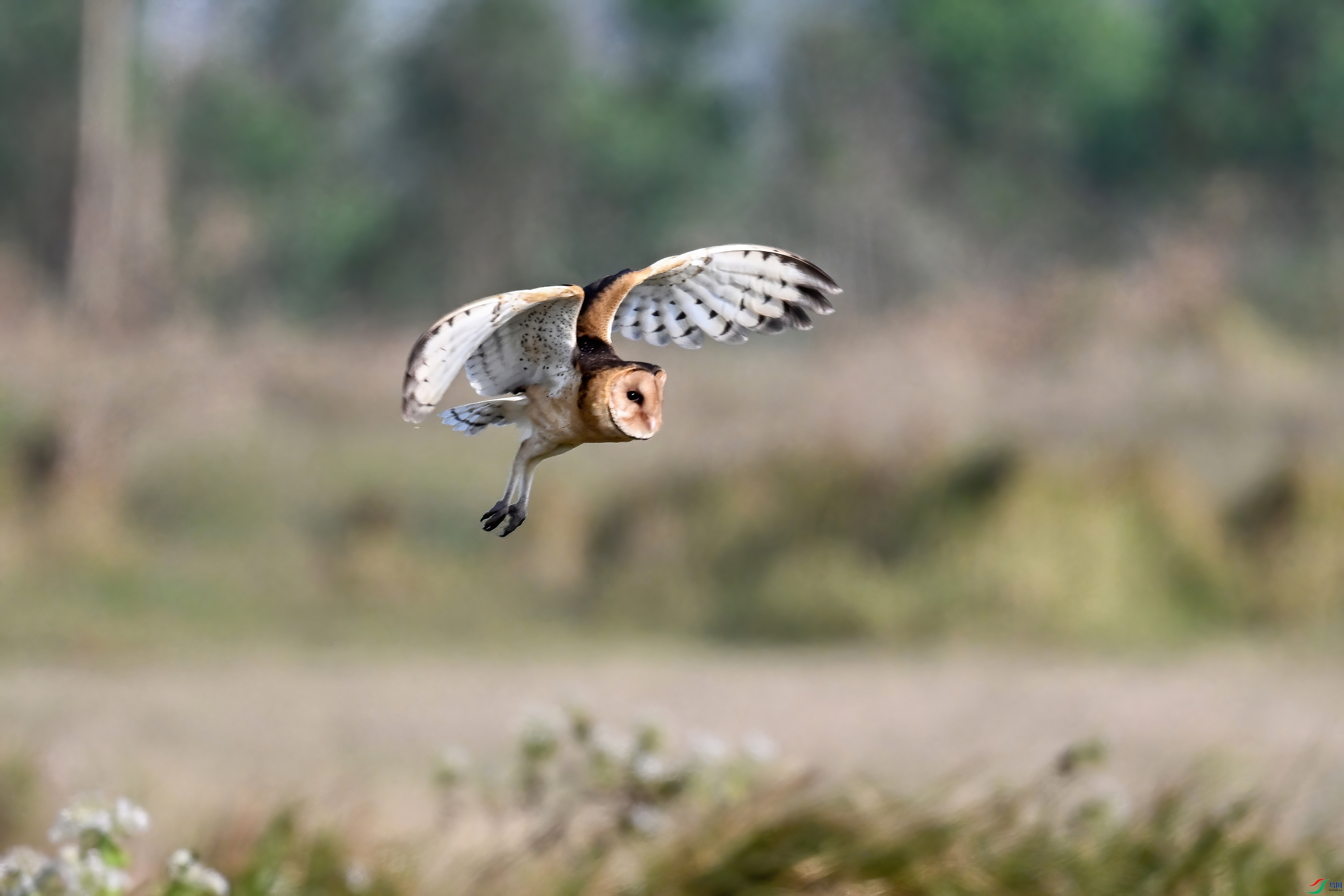 DSC_6588-DeNoiseAI-standard.JPG