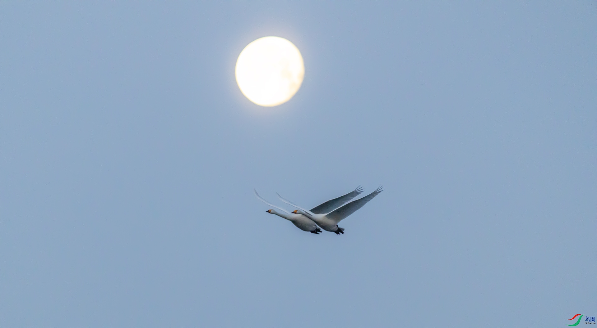 204.����2 Ы������ ����˫��.jpg