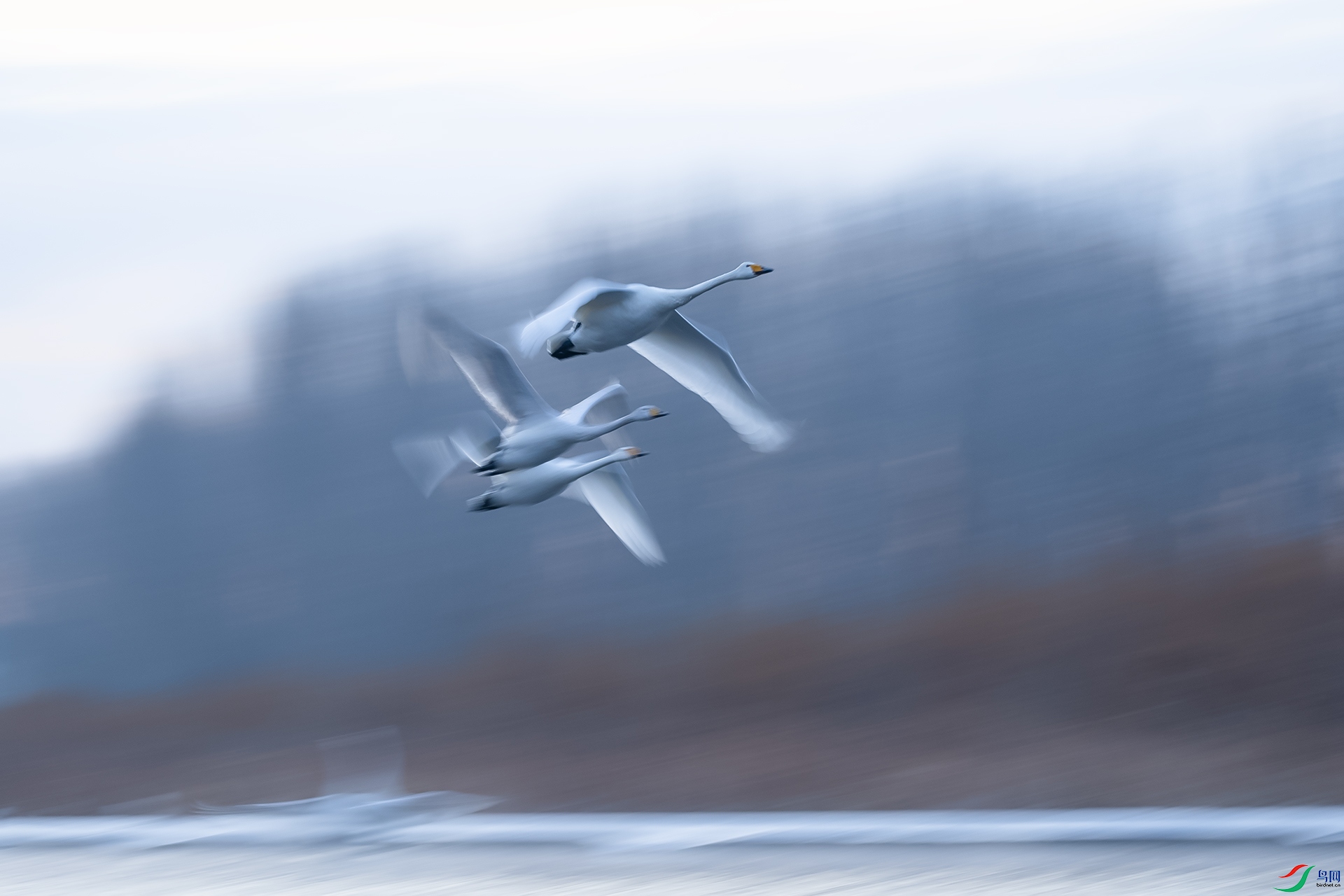 241.���ᣨ1�������� ѩ���� ��������.jpg