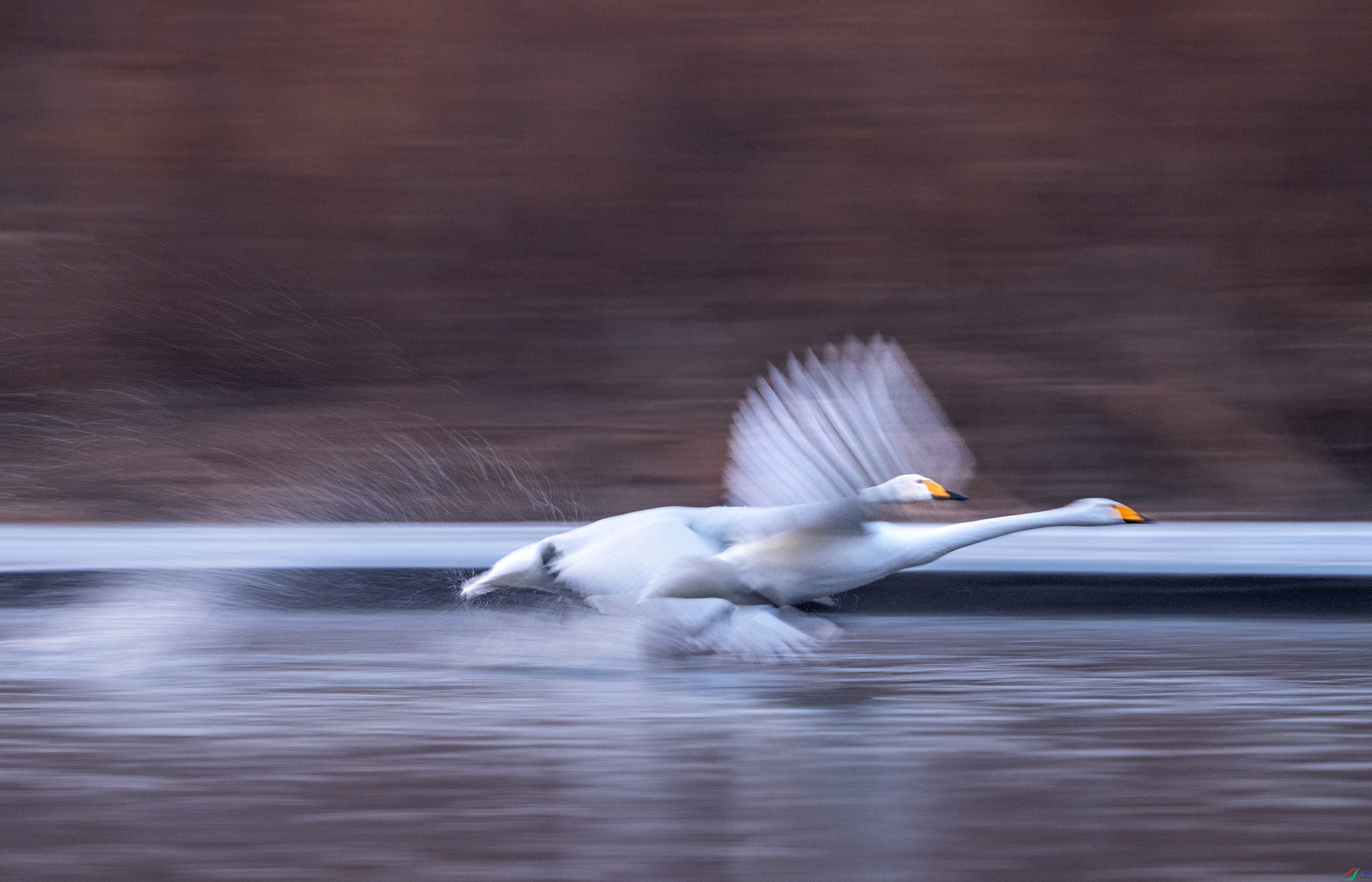 _DSC5139���������������� ������ǰ �貨˫Ӱ��.jpg