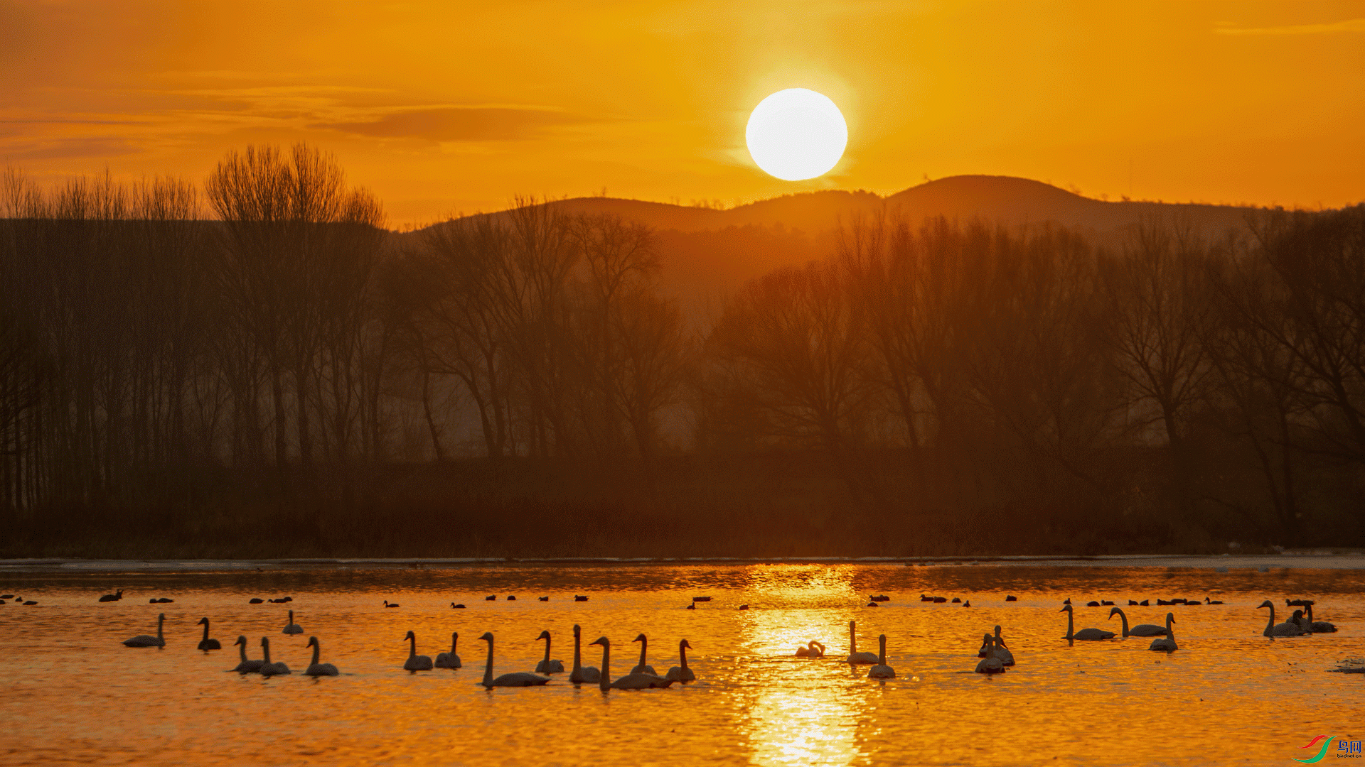 YZY_1762�������������� ӥ֮�� ������Ӱ.gif