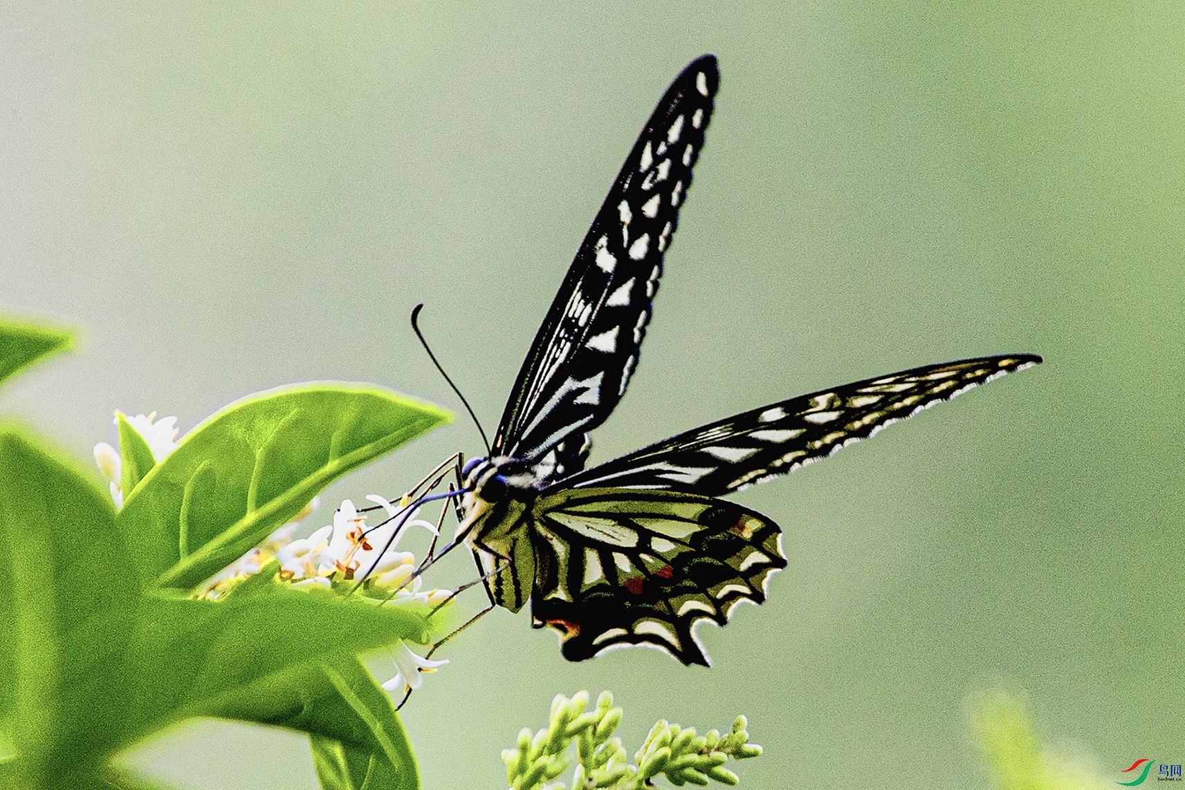 _MG_4515 ���� 2.jpg