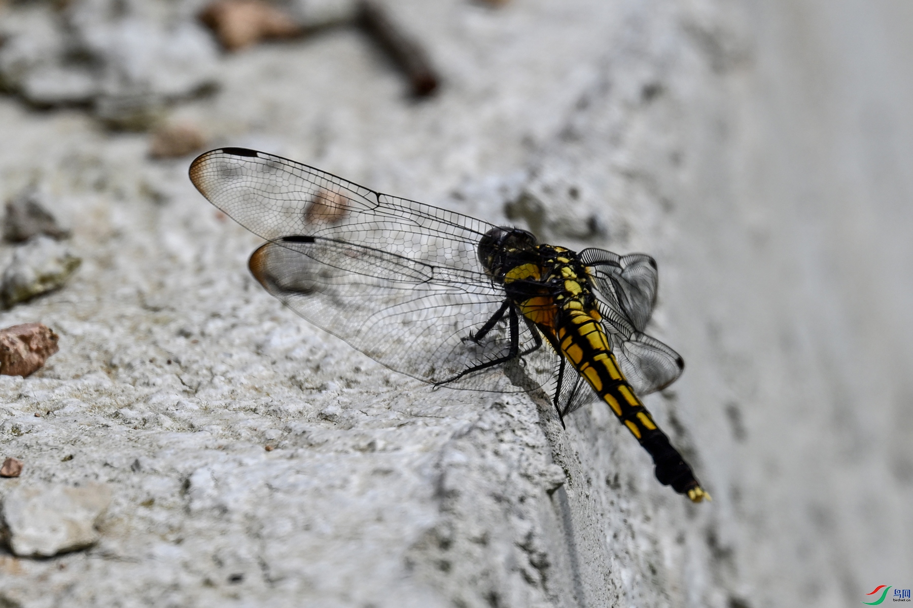 DSC_1604.JPG