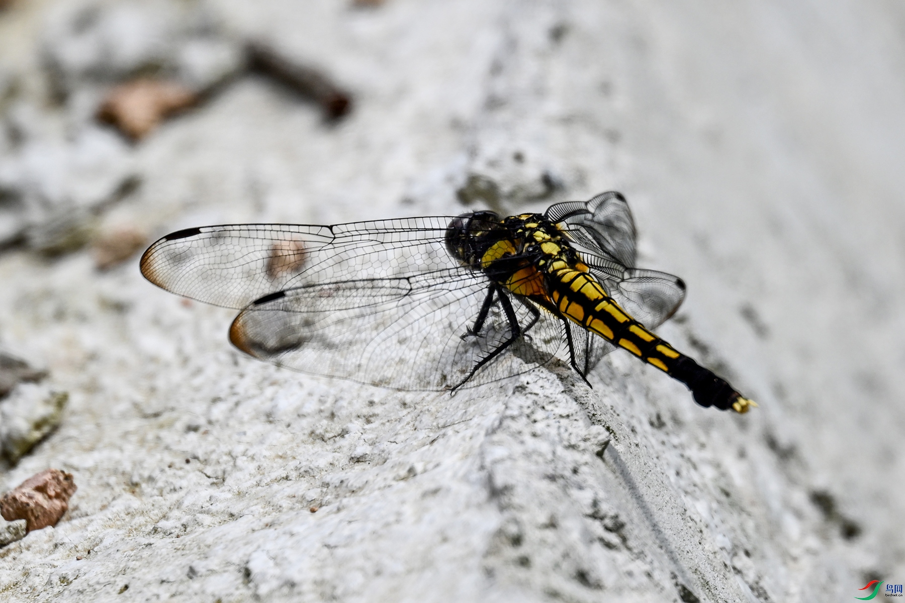 DSC_1605.JPG
