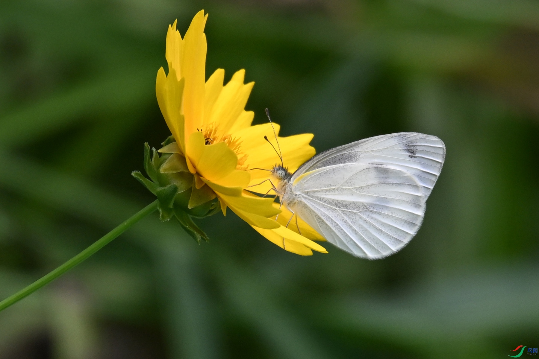 DSC_1733.JPG