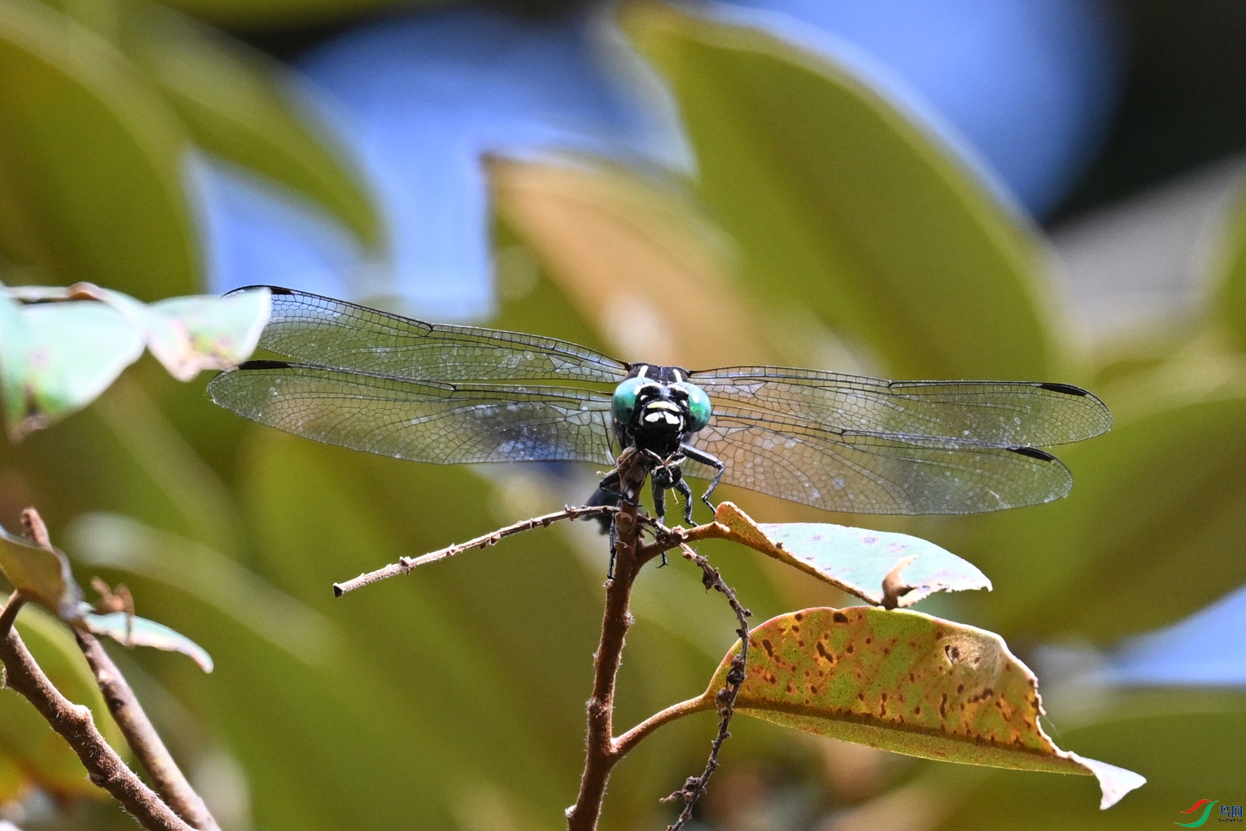 DSC_1748.JPG