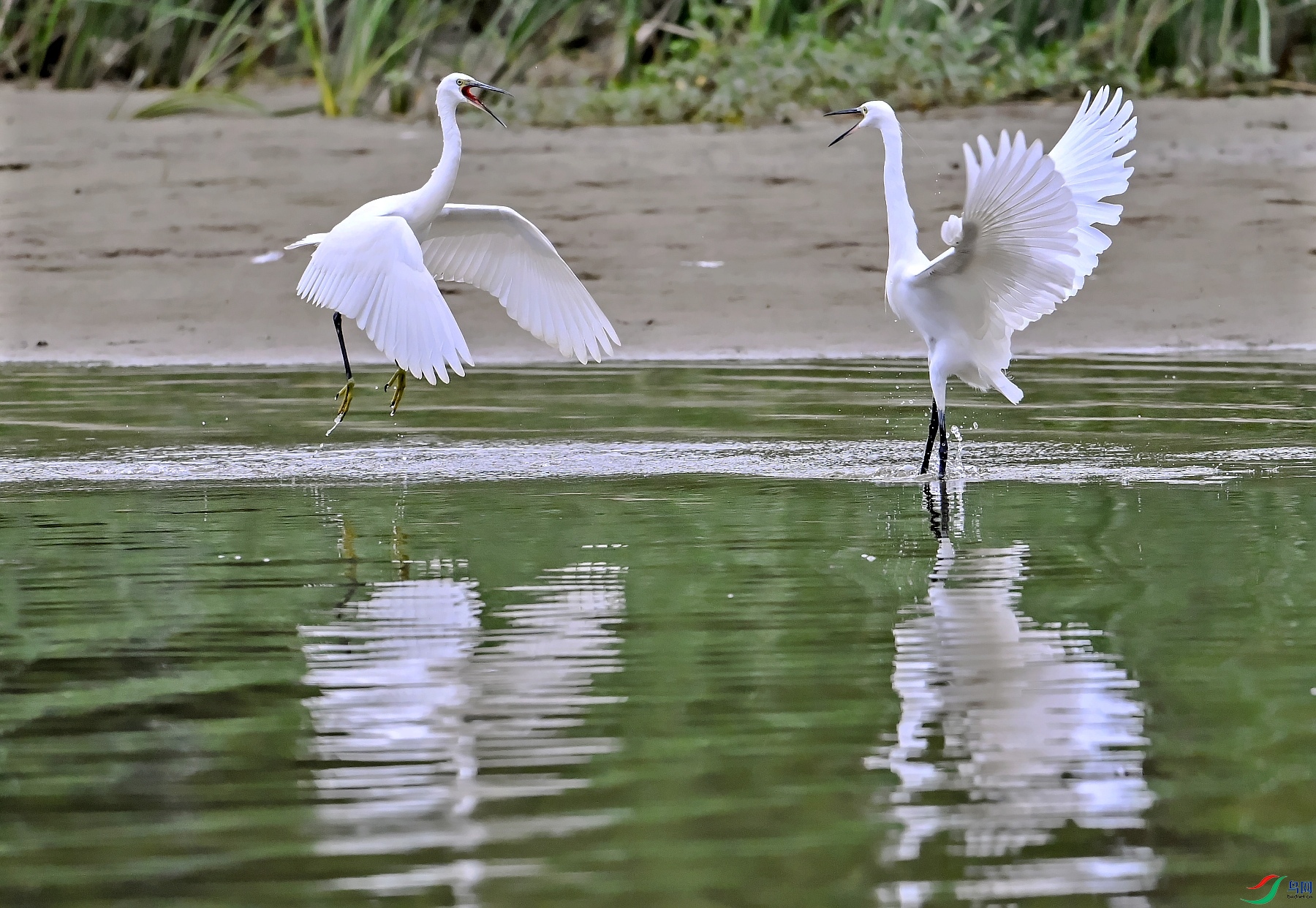 DSC_3223---_conew1.jpg