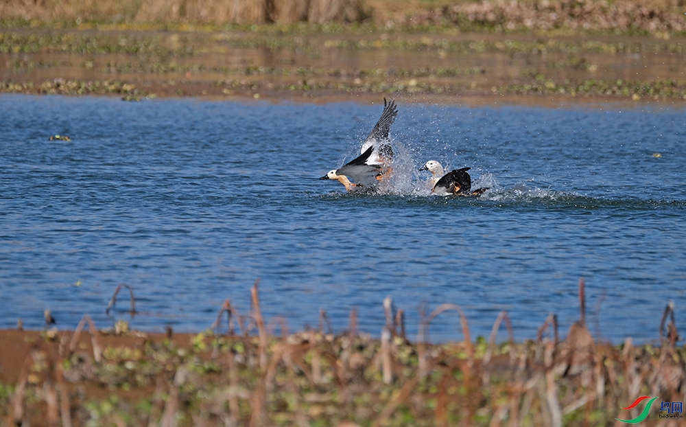 DSCF7109.1.jpg