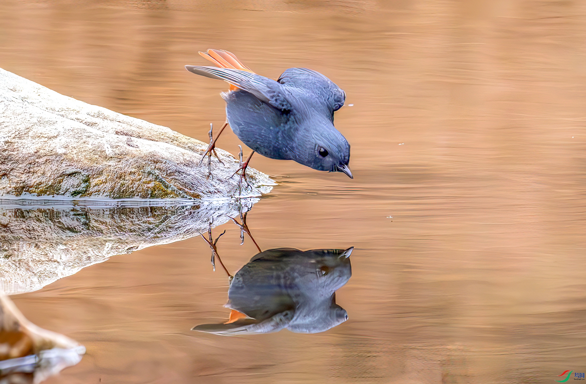 407A9501------33  .jpg