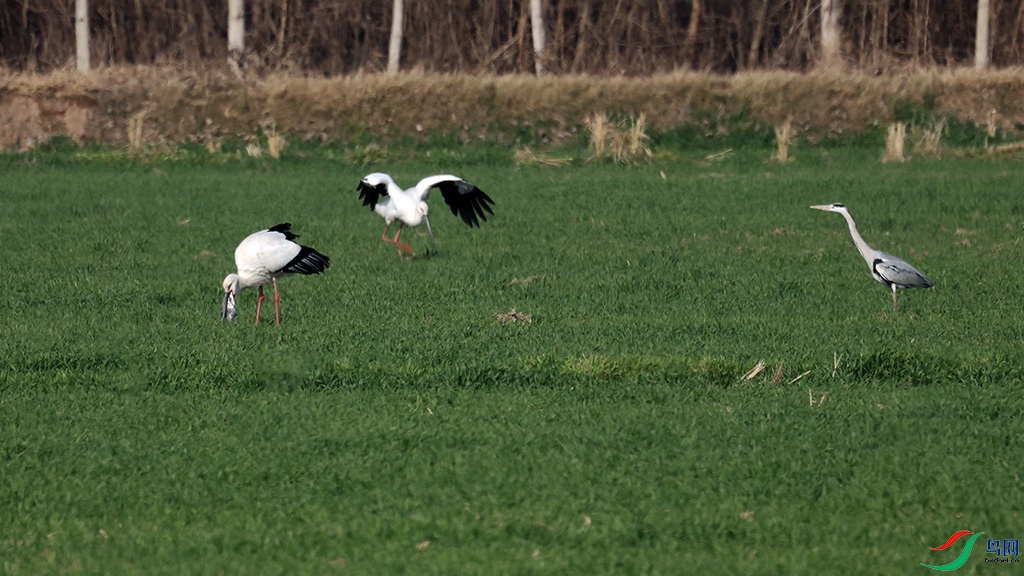 �������� ����